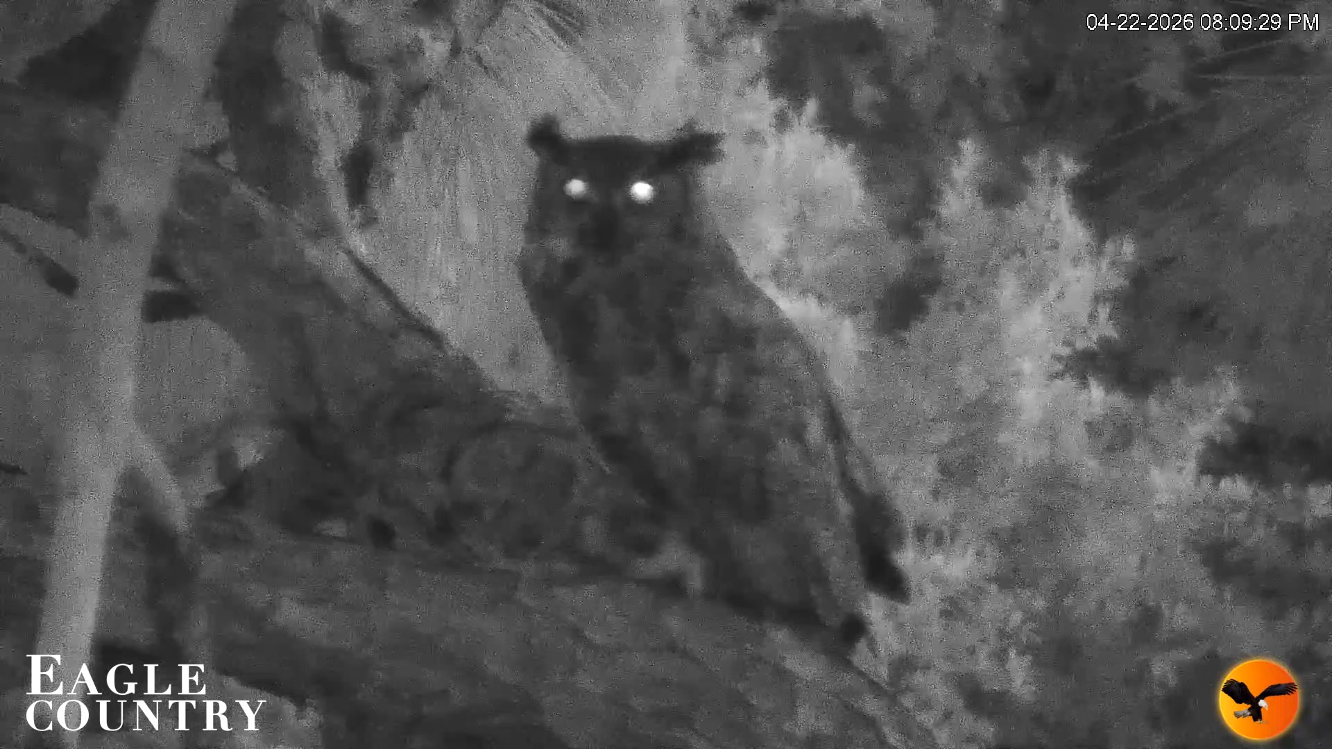 Snapshot of Eagle Country Great Horned Owl Nest Live Cam taken Apr 22, 2026, 8:10pm EDT