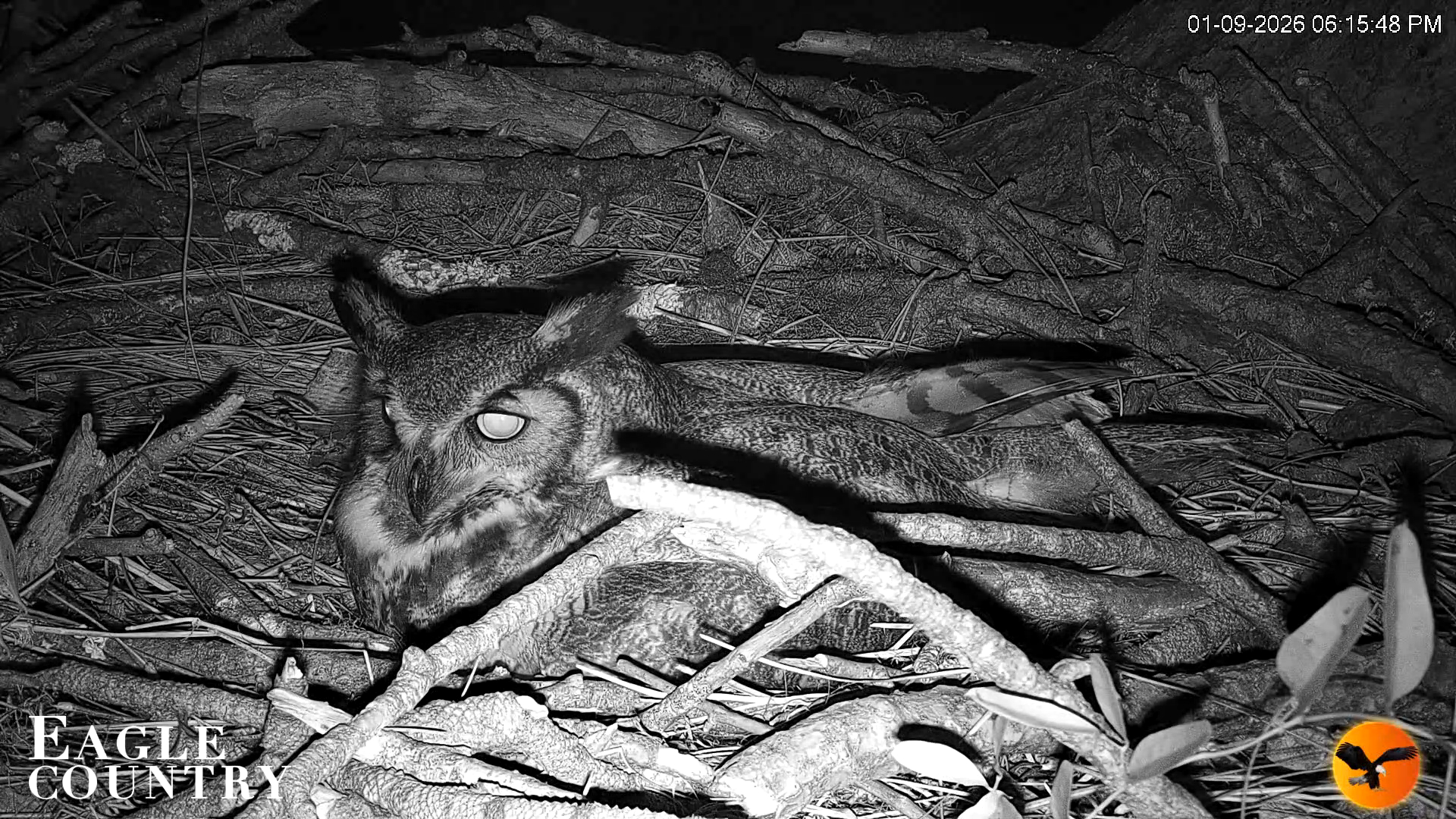 Snapshot of Eagle Country Great Horned Owl Nest Live Cam taken Jan 9, 2026, 6:16pm EST