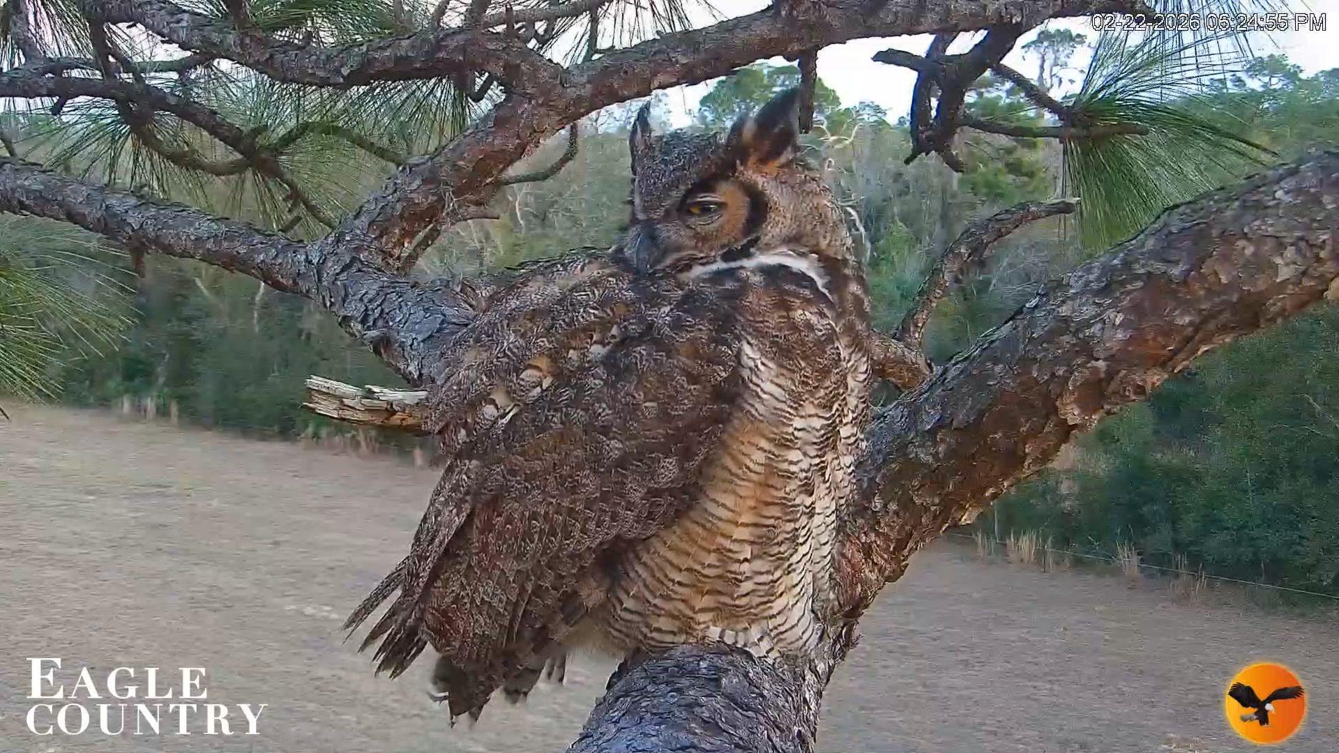 Snapshot of Eagle Country Great Horned Owl Nest Live Cam taken Feb 22, 2026, 6:25pm EST