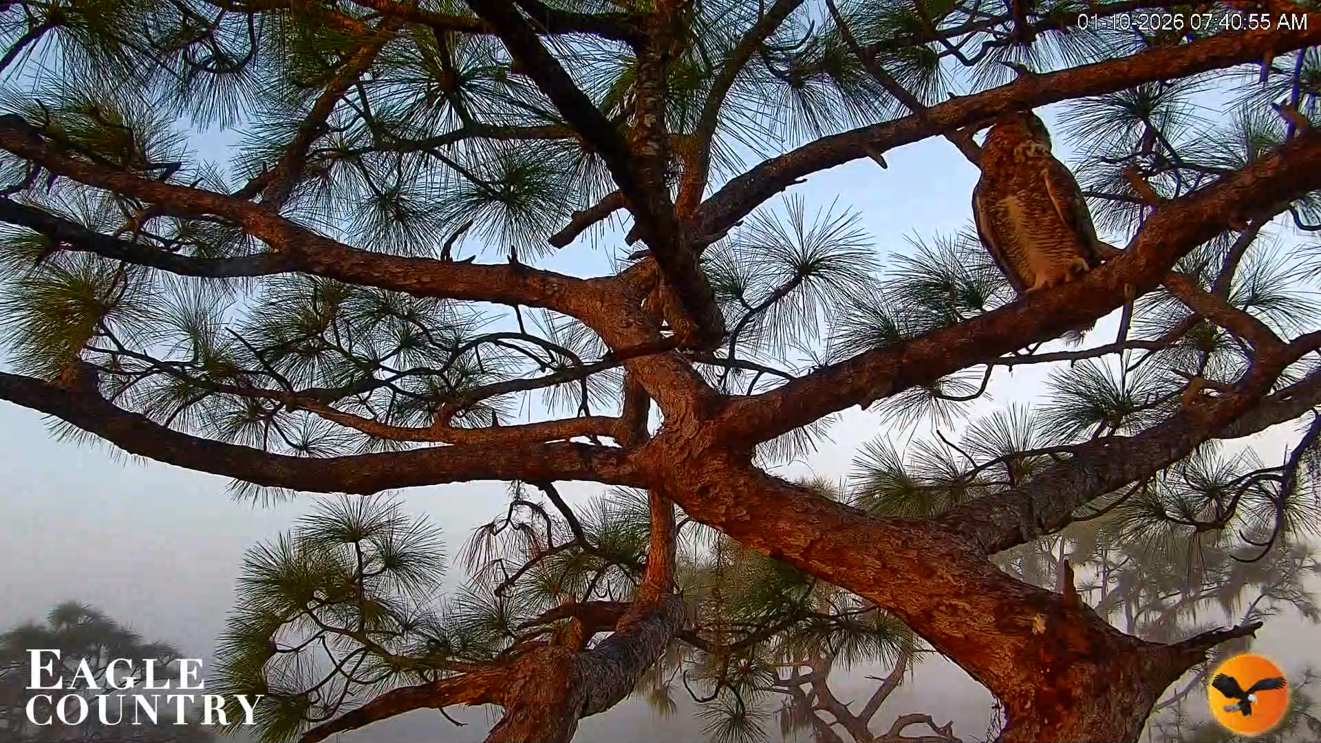 Snapshot of Eagle Country Bald Eagles Nest Live Cam taken Jan 10, 2026, 7:43am EST