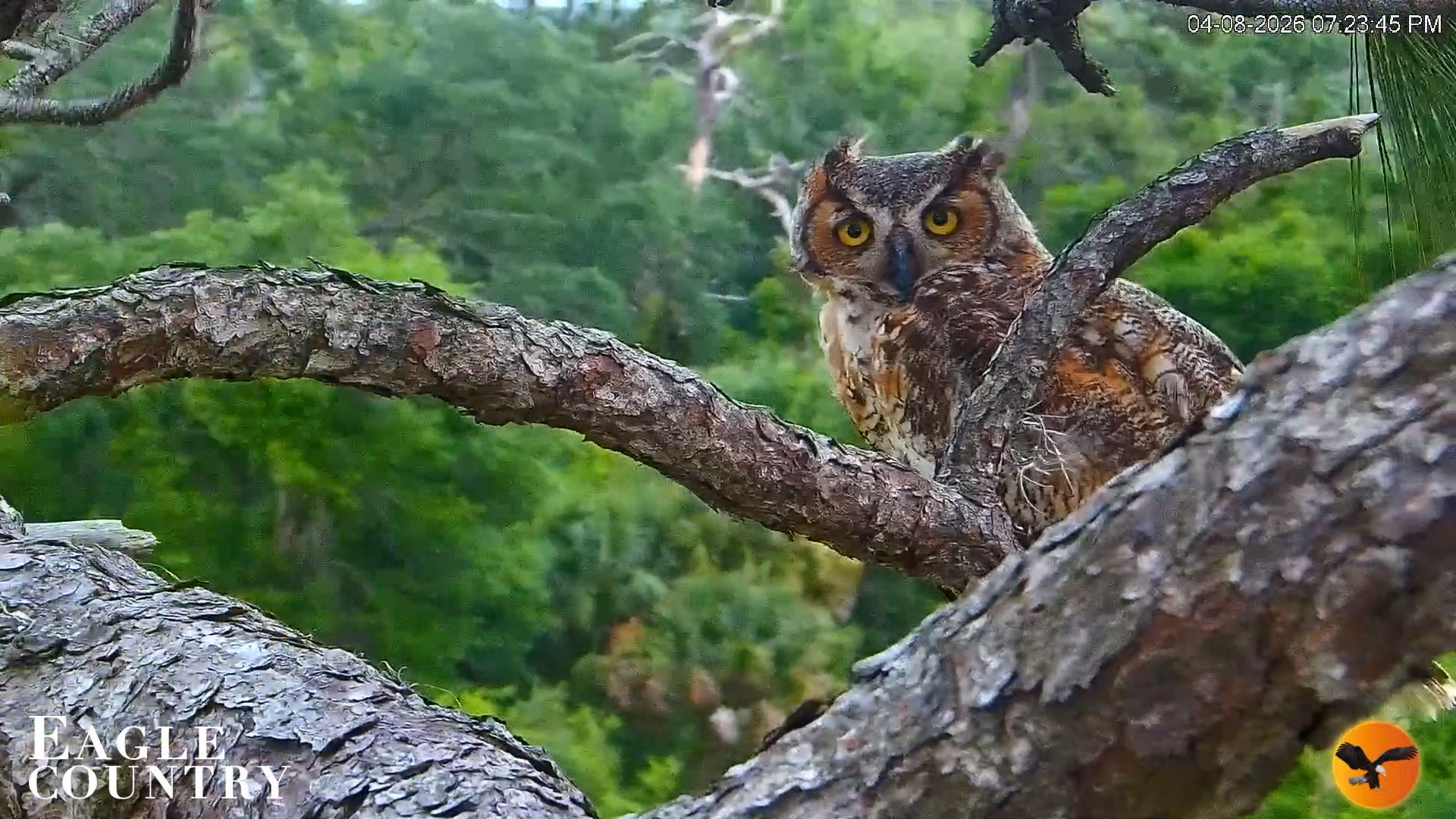 Snapshot of Eagle Country Great Horned Owl Nest Live Cam taken Apr 8, 2026, 7:24pm EDT