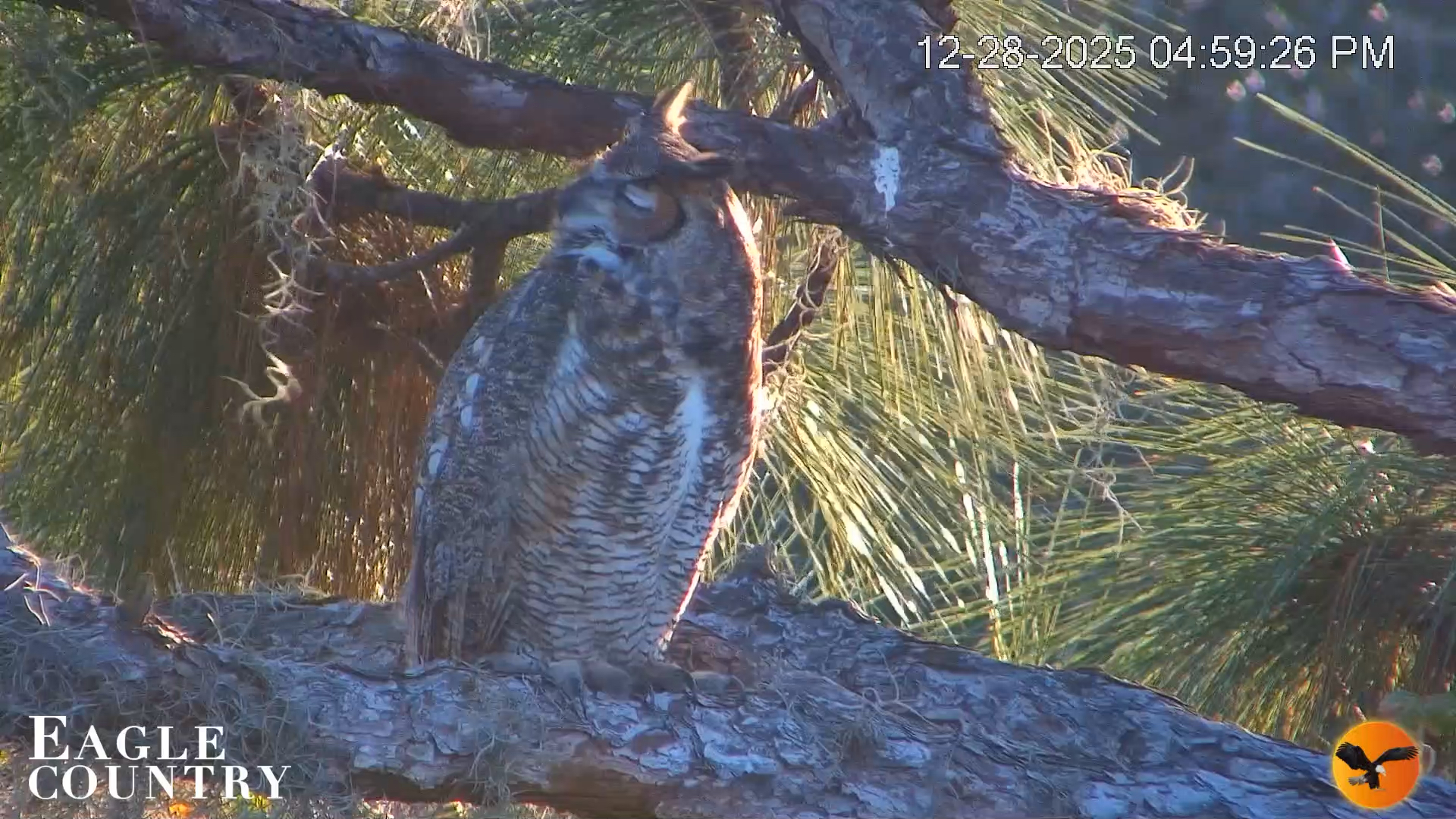 Snapshot of Eagle Country Bald Eagles Nest Live Cam taken Dec 28, 2025, 5:00pm EST