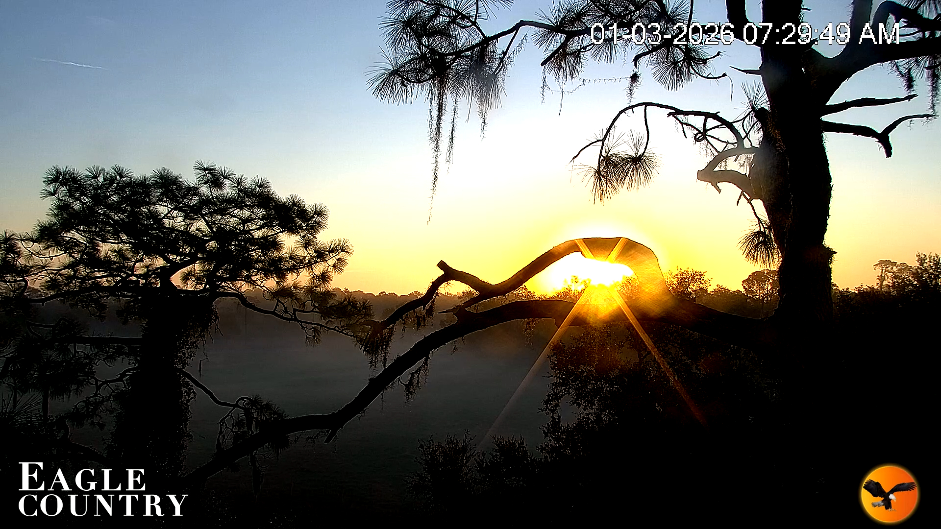 Snapshot of Eagle Country Great Horned Owl Nest Live Cam taken Jan 3, 2026, 7:29am EST