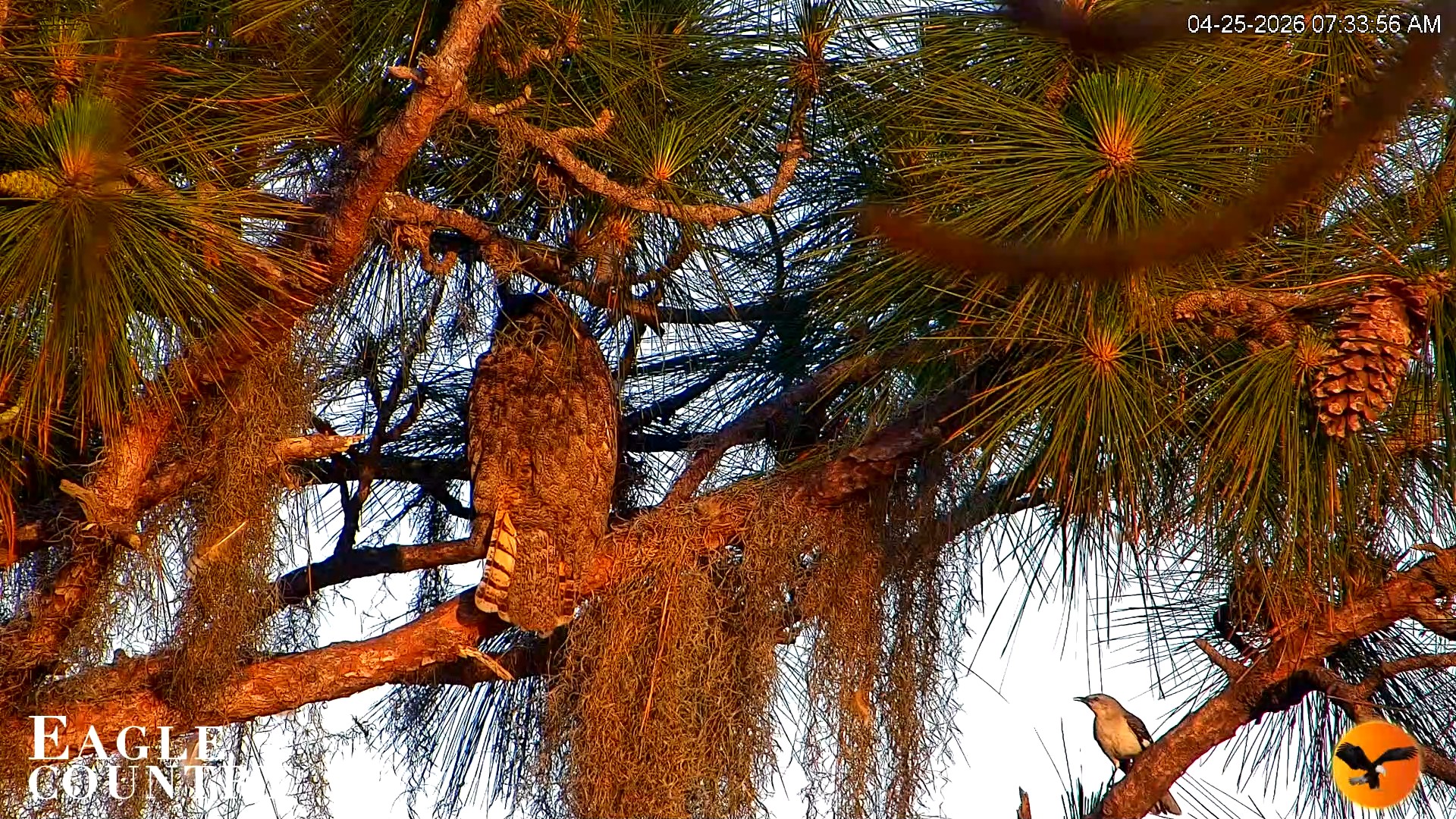 Snapshot of Eagle Country Great Horned Owl Nest Live Cam taken Apr 25, 2026, 7:50am EDT