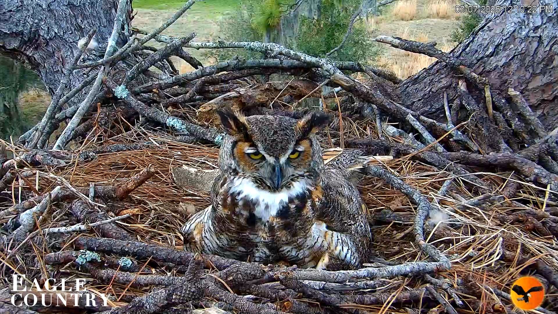 Snapshot of Eagle Country Great Horned Owl Nest Live Cam taken Mar 7, 2026, 6:16pm EST