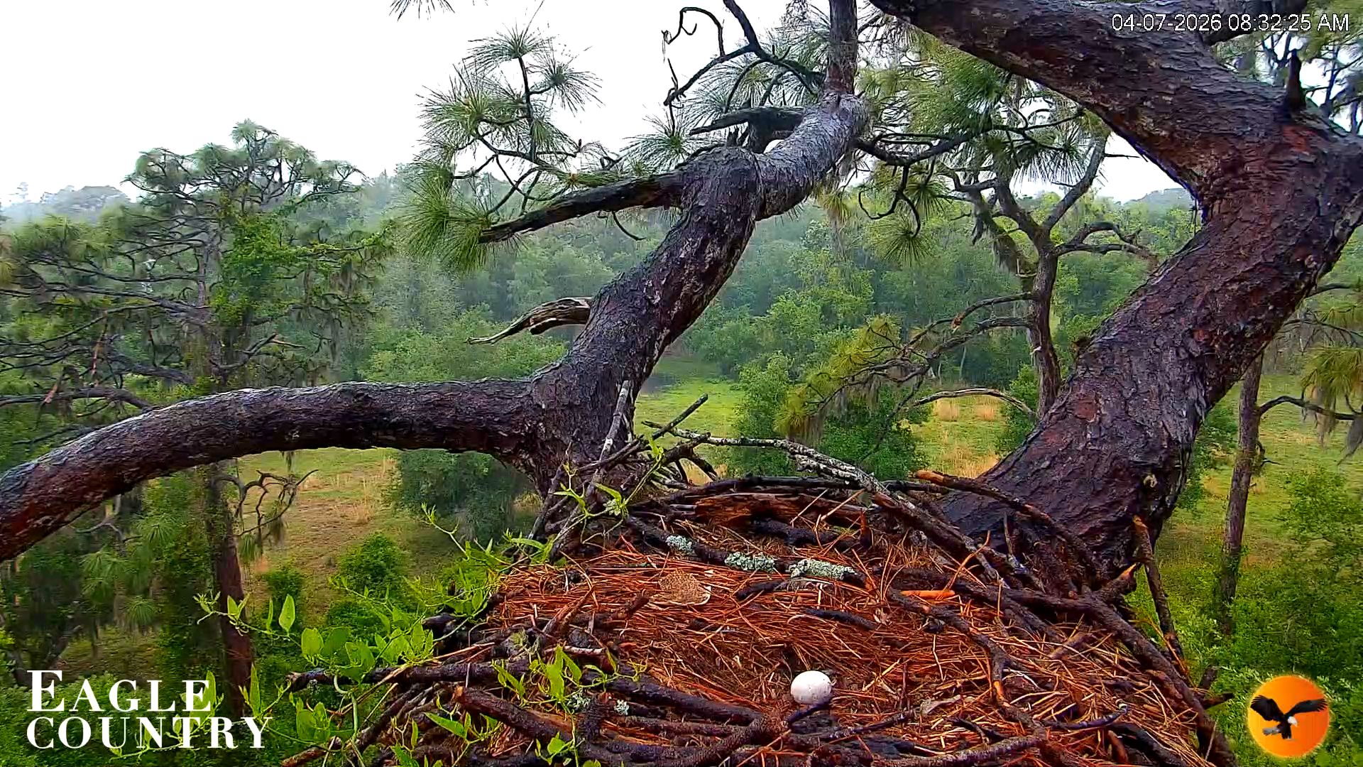 Snapshot of Eagle Country Great Horned Owl Nest Live Cam taken Apr 7, 2026, 8:33am EDT