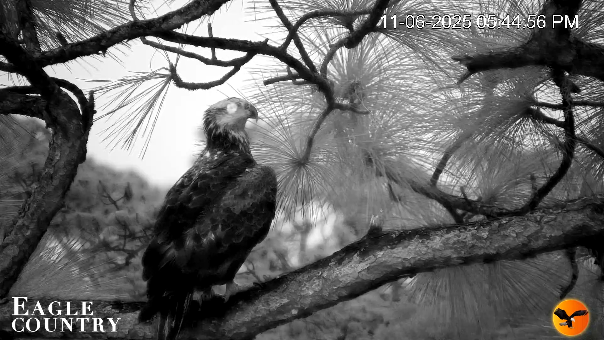 Snapshot of Eagle Country Bald Eagles Nest Live Cam taken Nov 6, 2025, 5:55pm EST