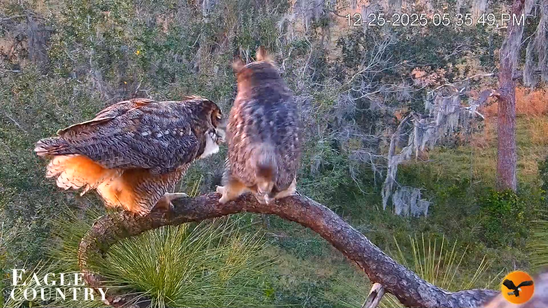 Snapshot of Eagle Country Bald Eagles Nest Live Cam taken Dec 25, 2025, 5:36pm EST