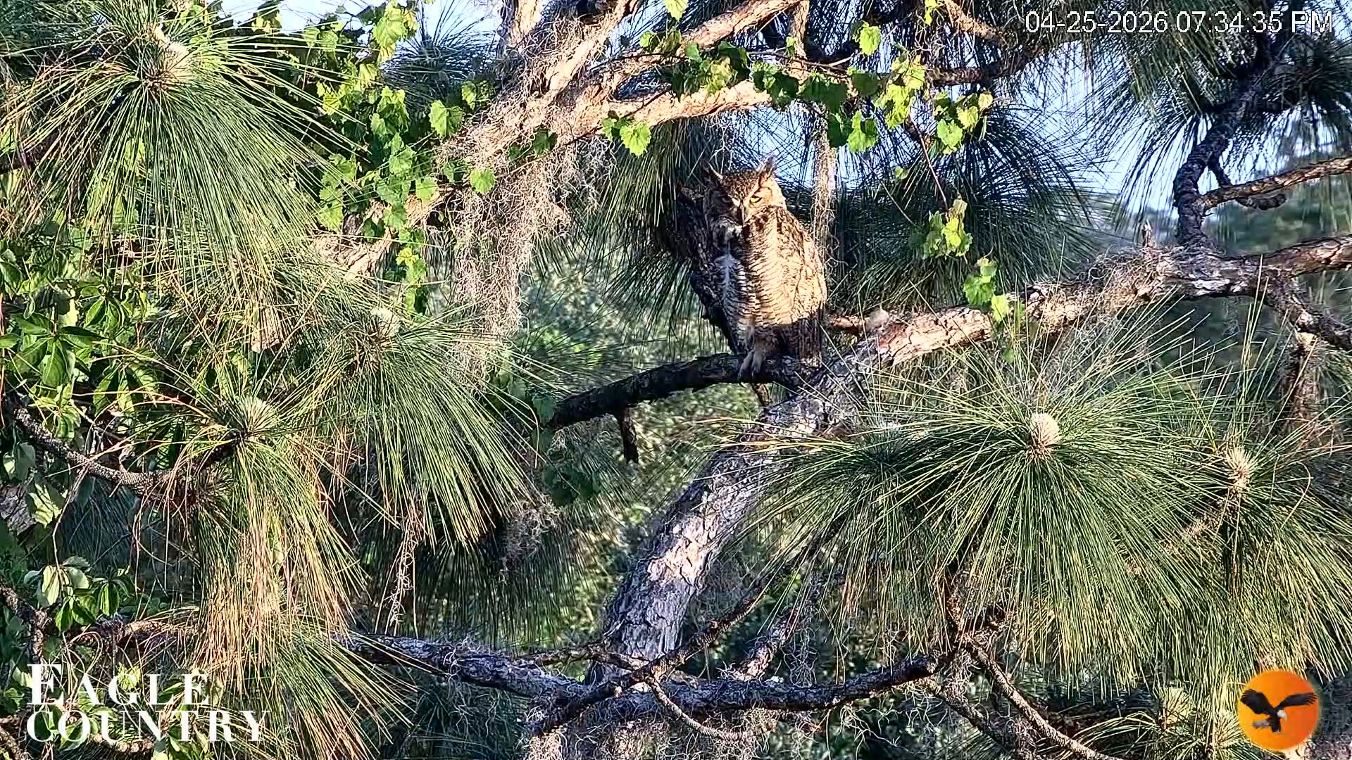 Snapshot of Eagle Country Great Horned Owl Nest Live Cam taken Apr 25, 2026, 7:35pm EDT