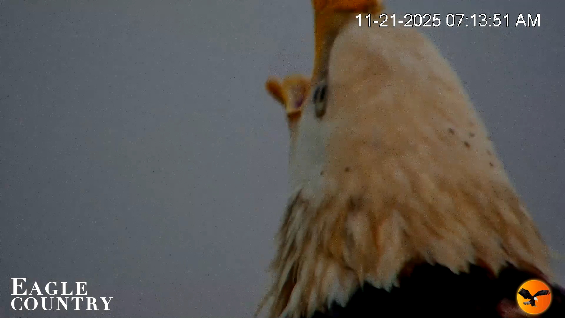 Snapshot of Eagle Country Bald Eagles Nest Live Cam taken Nov 21, 2025, 7:16am EST
