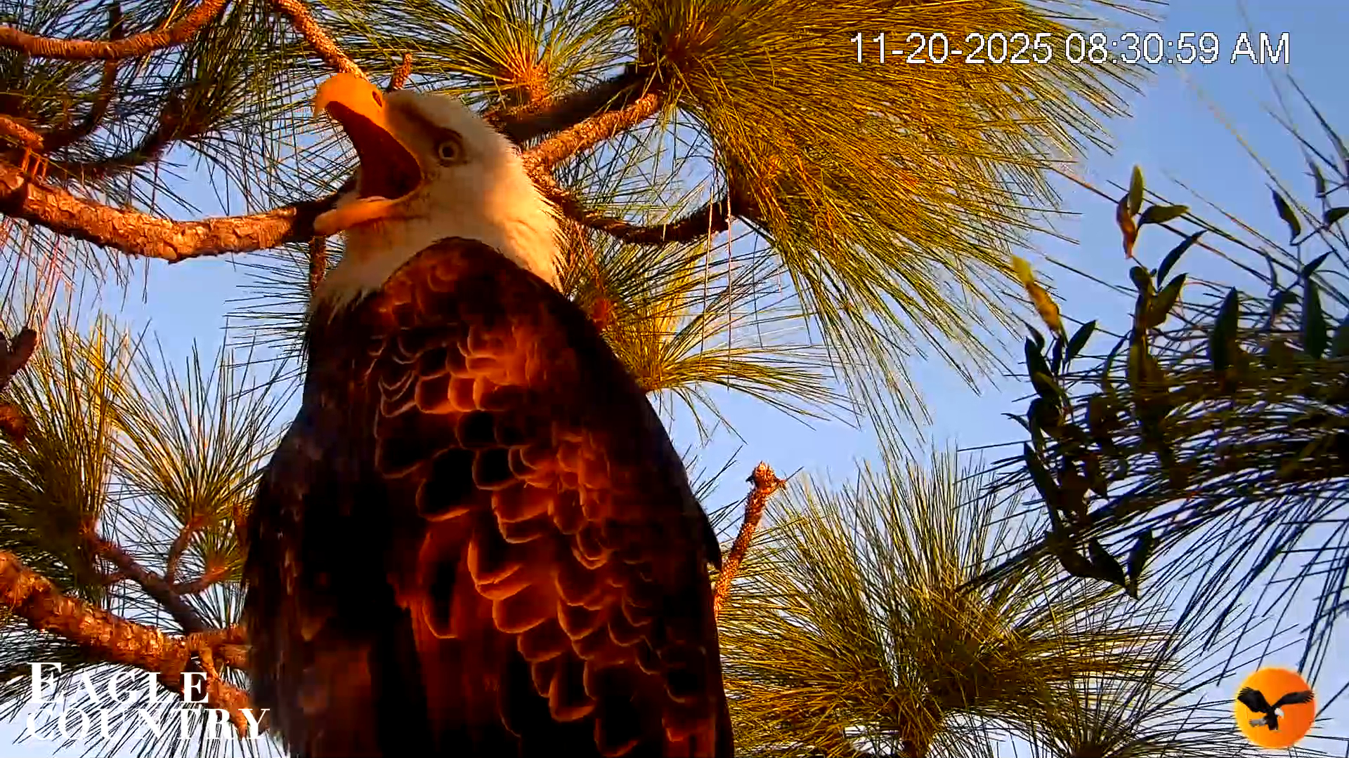Snapshot of Eagle Country Bald Eagles Nest Live Cam taken Nov 20, 2025, 8:32am EST