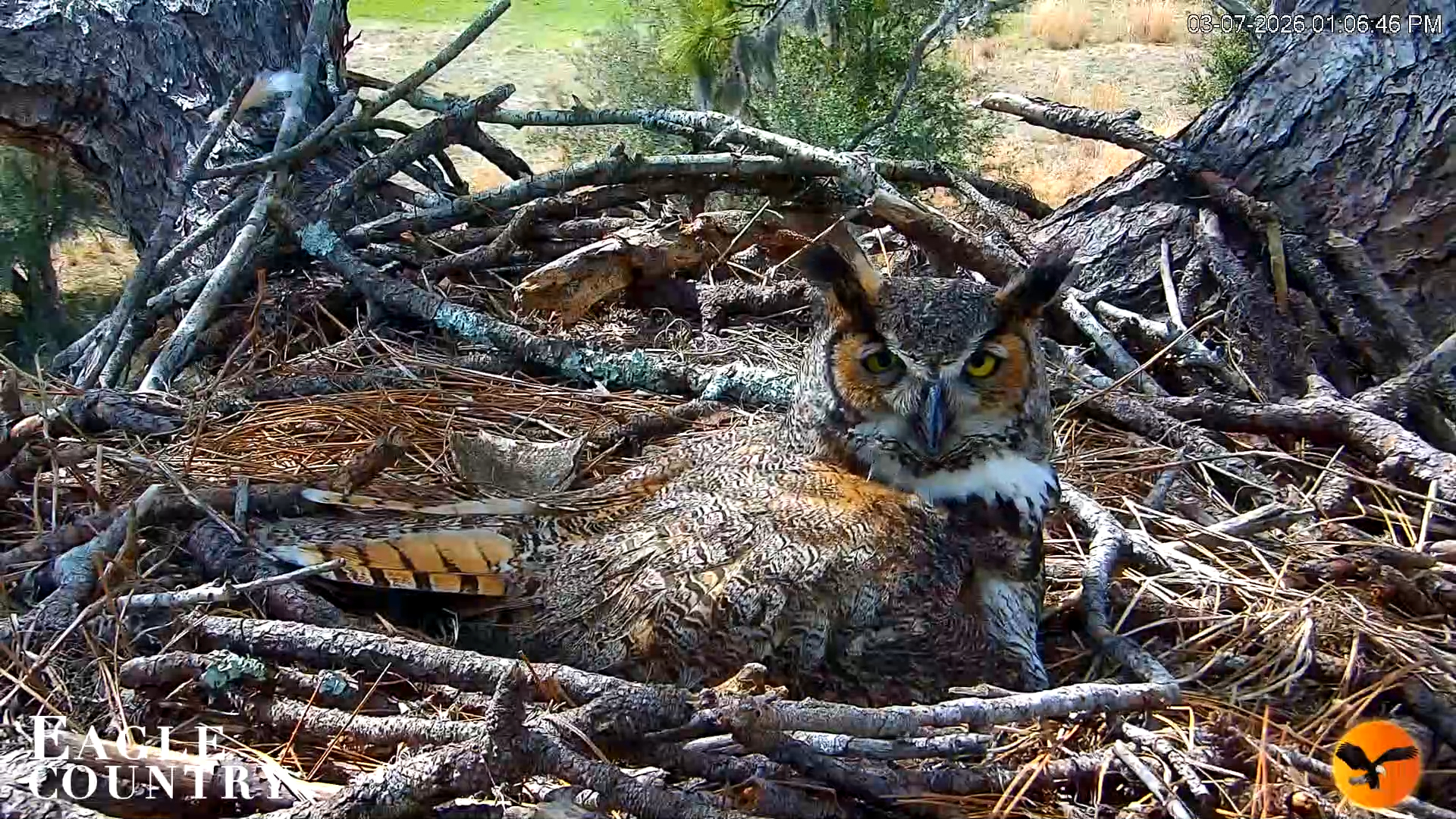 Snapshot of Eagle Country Great Horned Owl Nest Live Cam taken Mar 7, 2026, 6:13pm EST