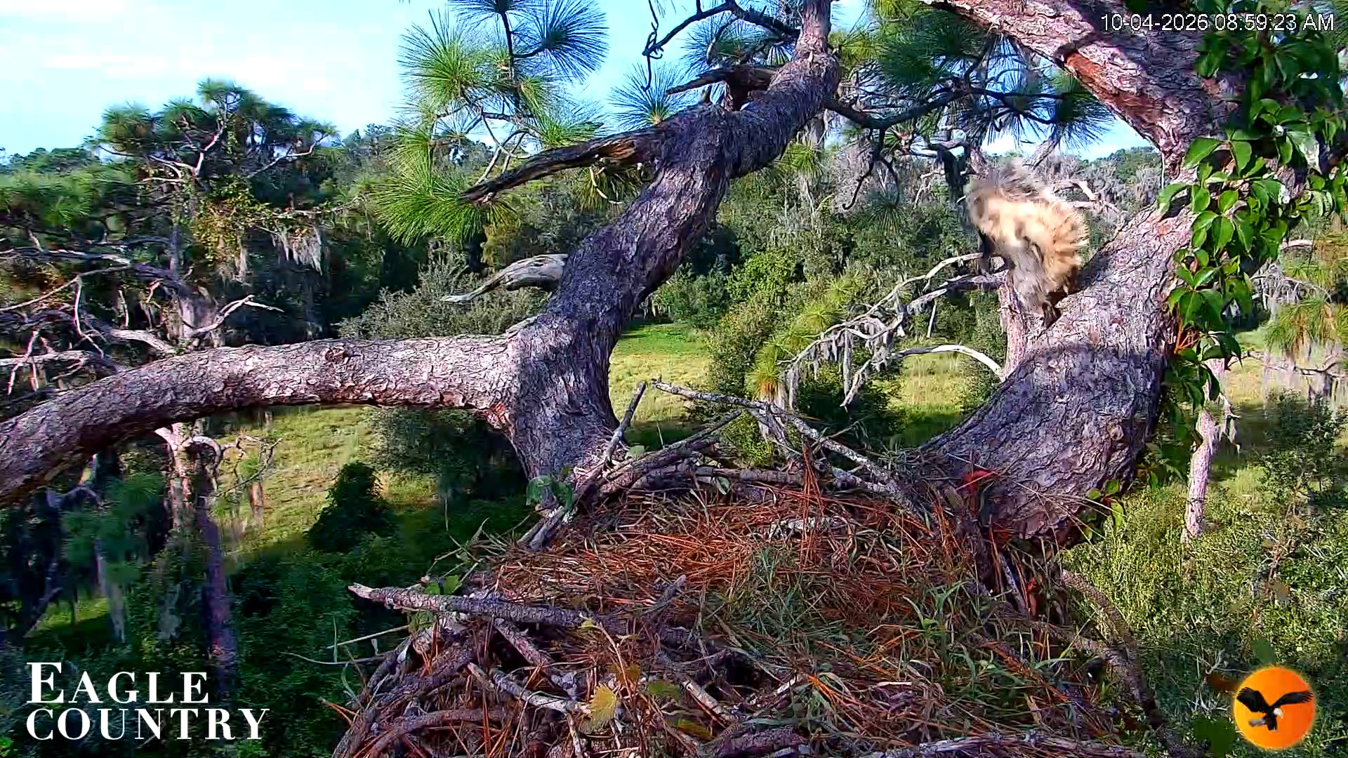 Snapshot of Eagle Country Great Horned Owl Nest Live Cam taken Oct 4, 2026, 9:00am EDT