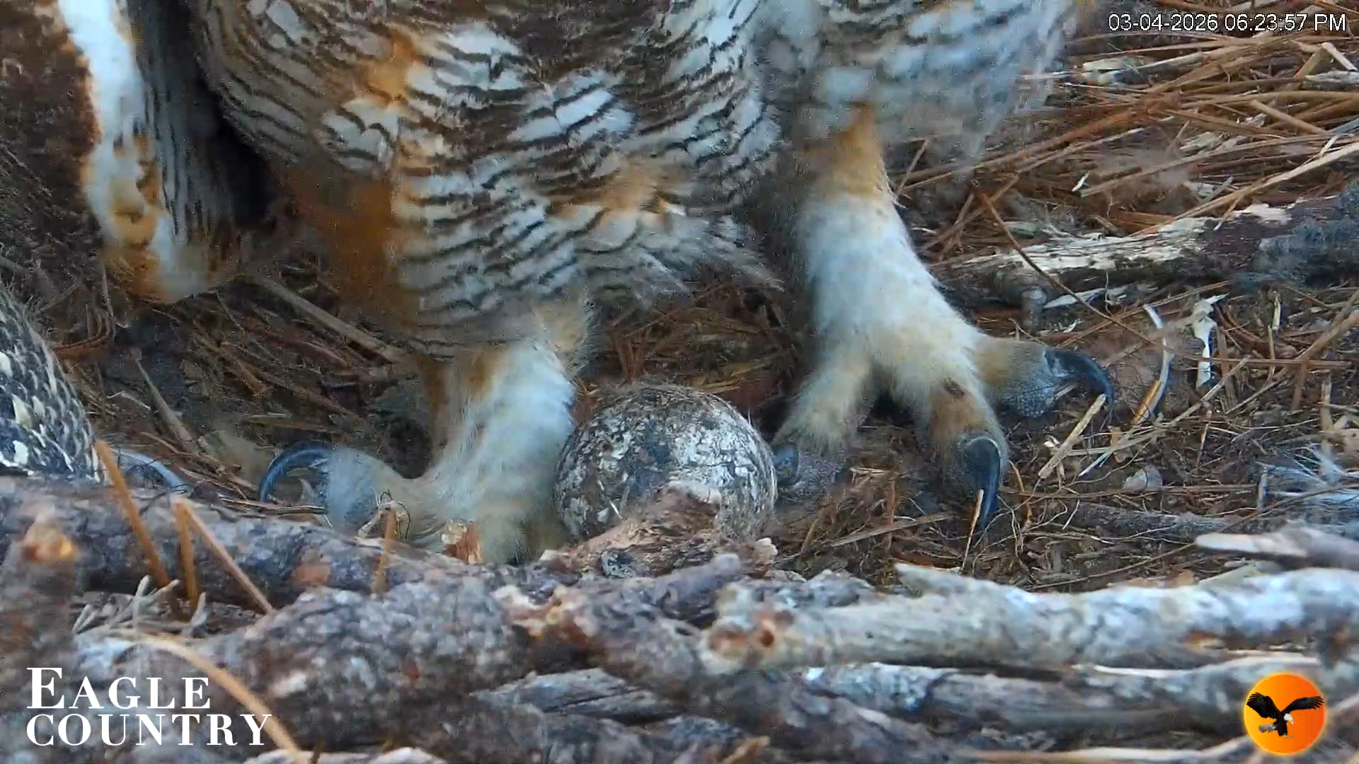 Snapshot of Eagle Country Great Horned Owl Nest Live Cam taken Mar 4, 2026, 6:24pm EST