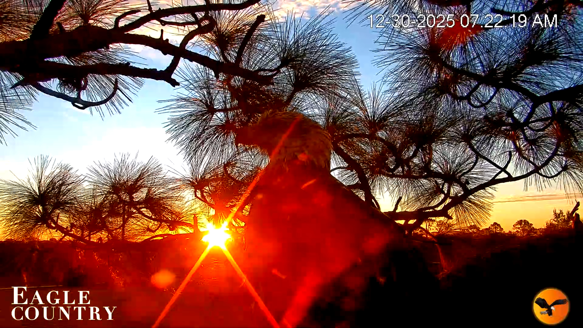 Snapshot of Eagle Country Great Horned Owl Nest Live Cam taken Dec 30, 2025, 7:23am EST
