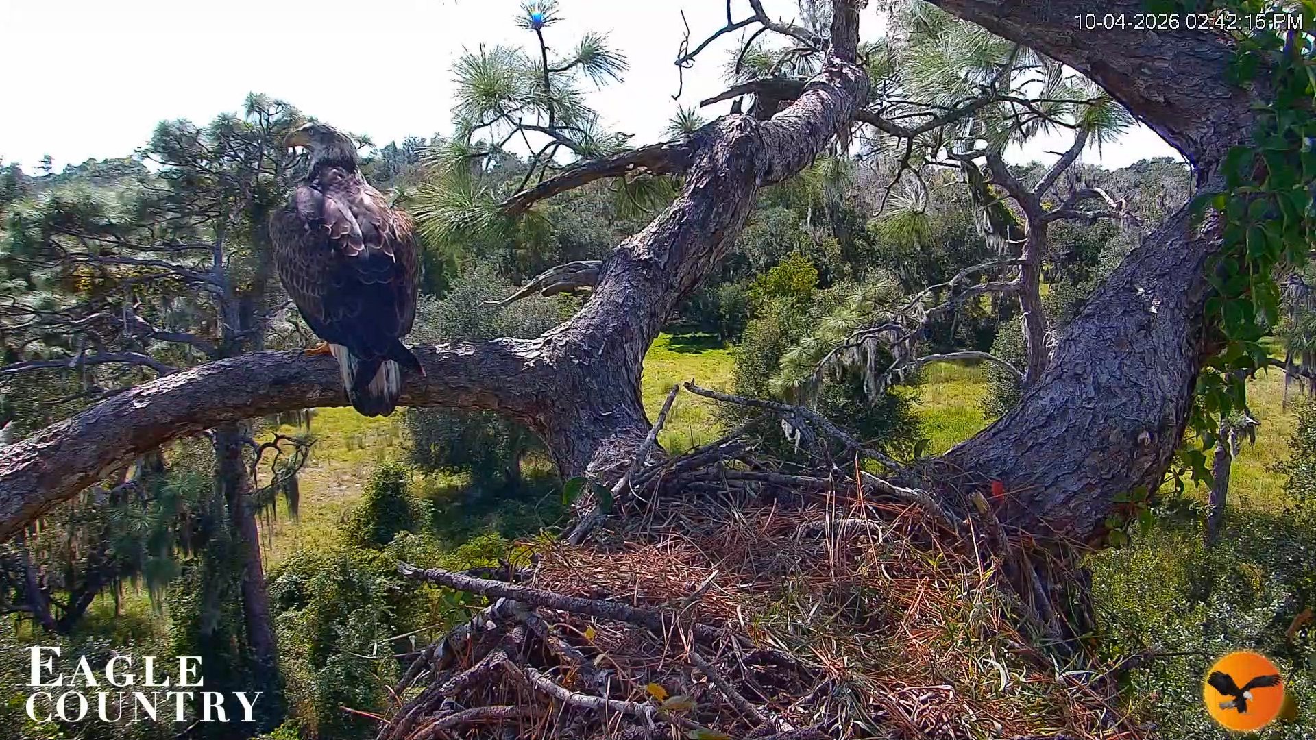 Snapshot of Eagle Country Great Horned Owl Nest Live Cam taken Oct 4, 2026, 2:43pm EDT