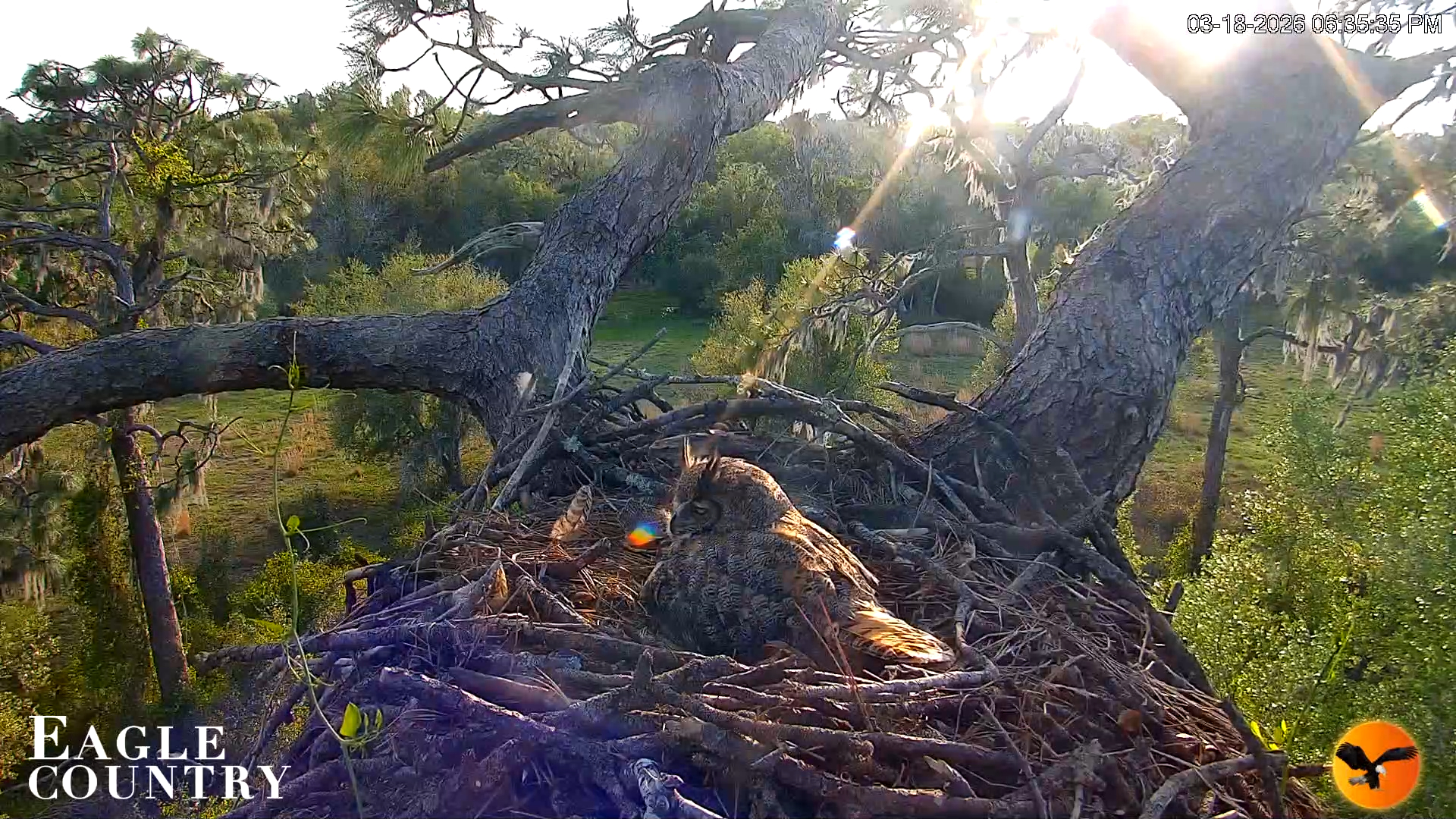 Snapshot of Eagle Country Great Horned Owl Nest Live Cam taken Mar 18, 2026, 6:36pm EDT