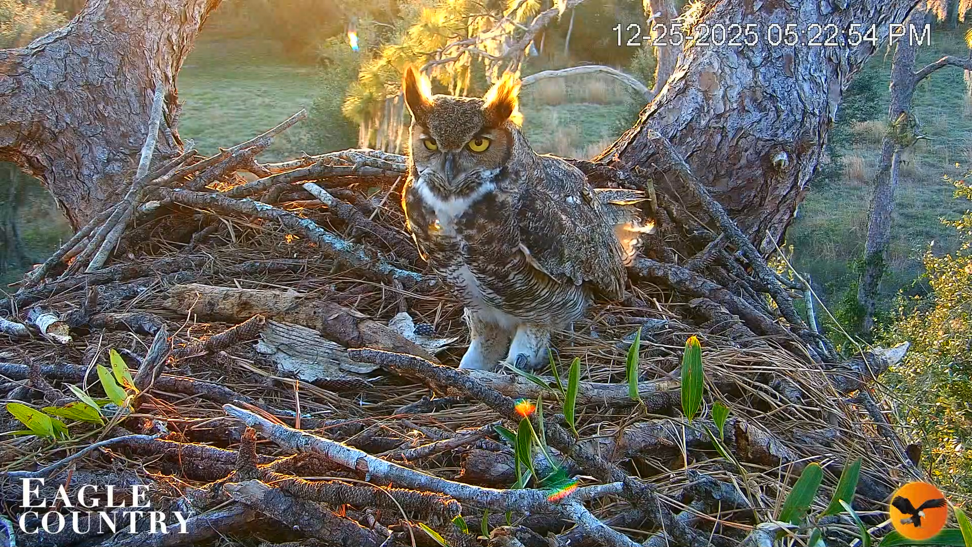 Snapshot of Eagle Country Bald Eagles Nest Live Cam taken Dec 25, 2025, 5:23pm EST