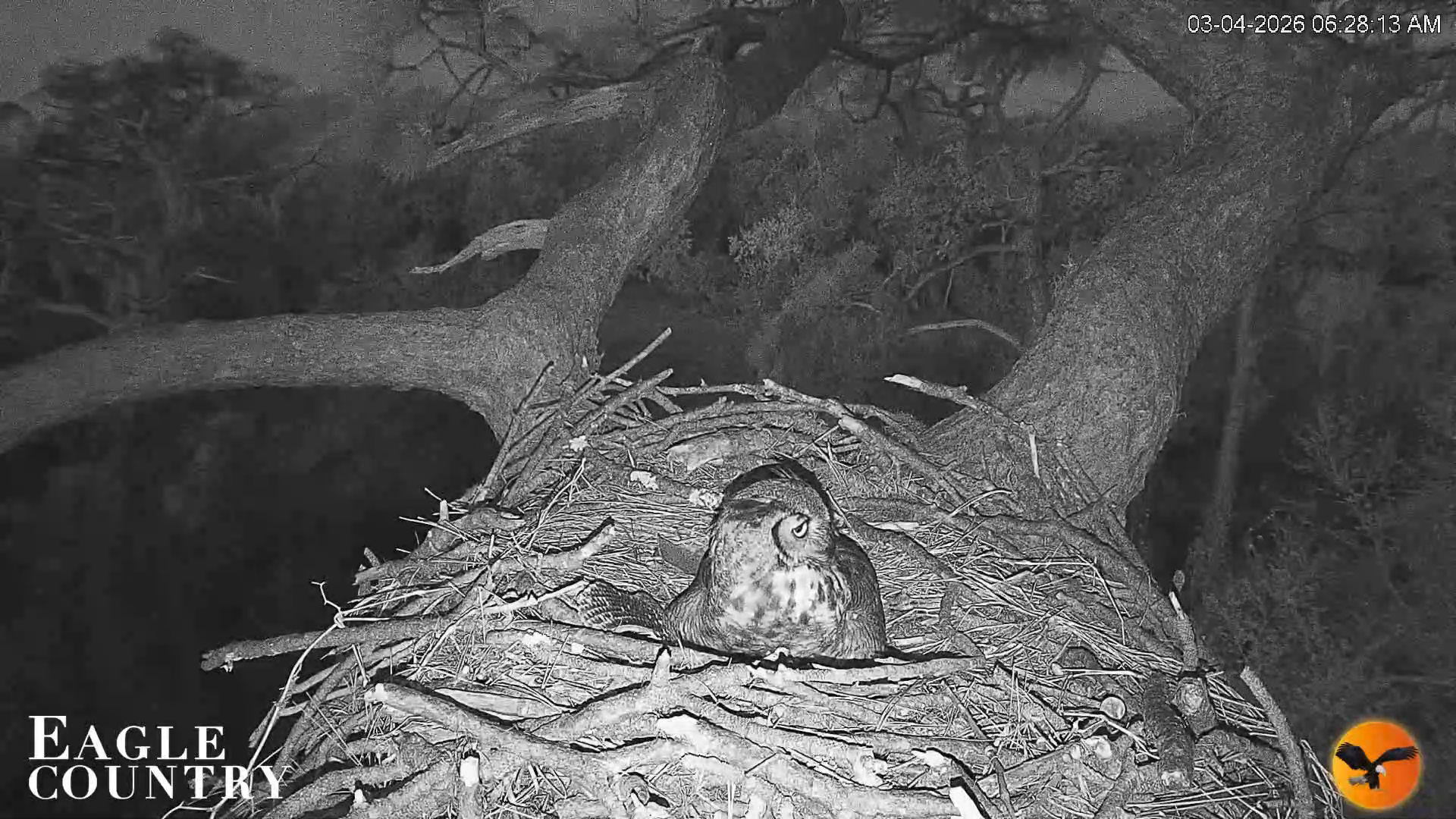 Snapshot of Eagle Country Great Horned Owl Nest Live Cam taken Mar 4, 2026, 6:28am EST
