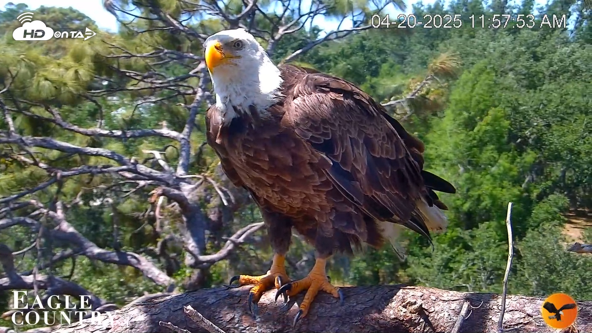 Snapshot of Eagle Country Bald Eagles Live Cam taken Apr 20, 2025, 11:58am EDT