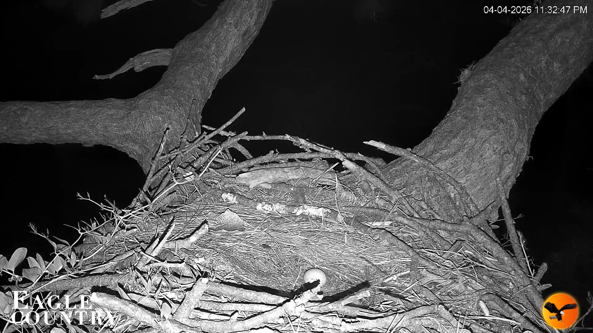 Snapshot of Eagle Country Great Horned Owl Nest Live Cam taken Apr 4, 2026, 11:33pm EDT