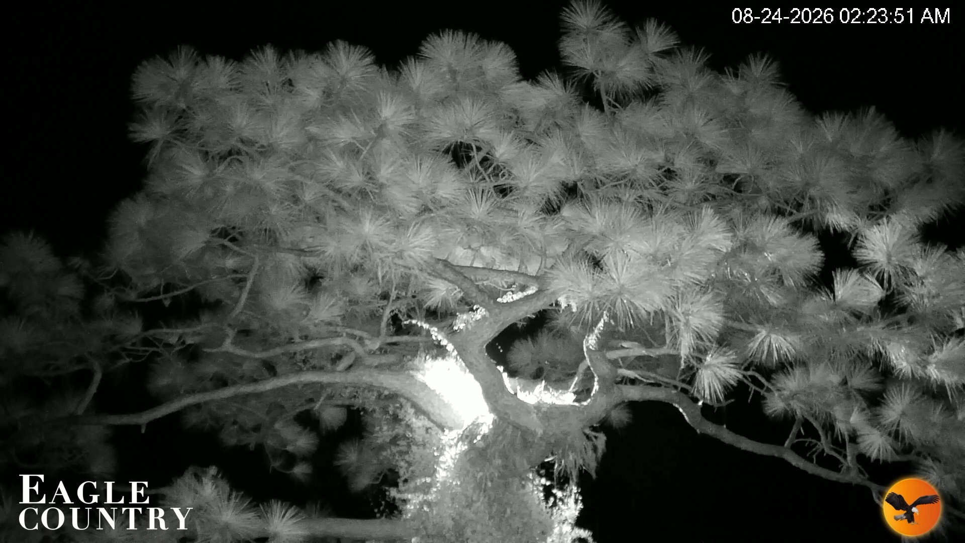 Snapshot of Eagle Country Great Horned Owl Nest Live Cam taken Aug 24, 2026, 2:24am EDT