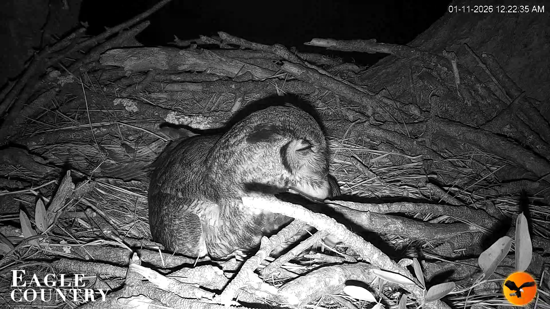 Snapshot of Eagle Country Great Horned Owl Nest Live Cam taken Jan 11, 2026, 12:23am EST