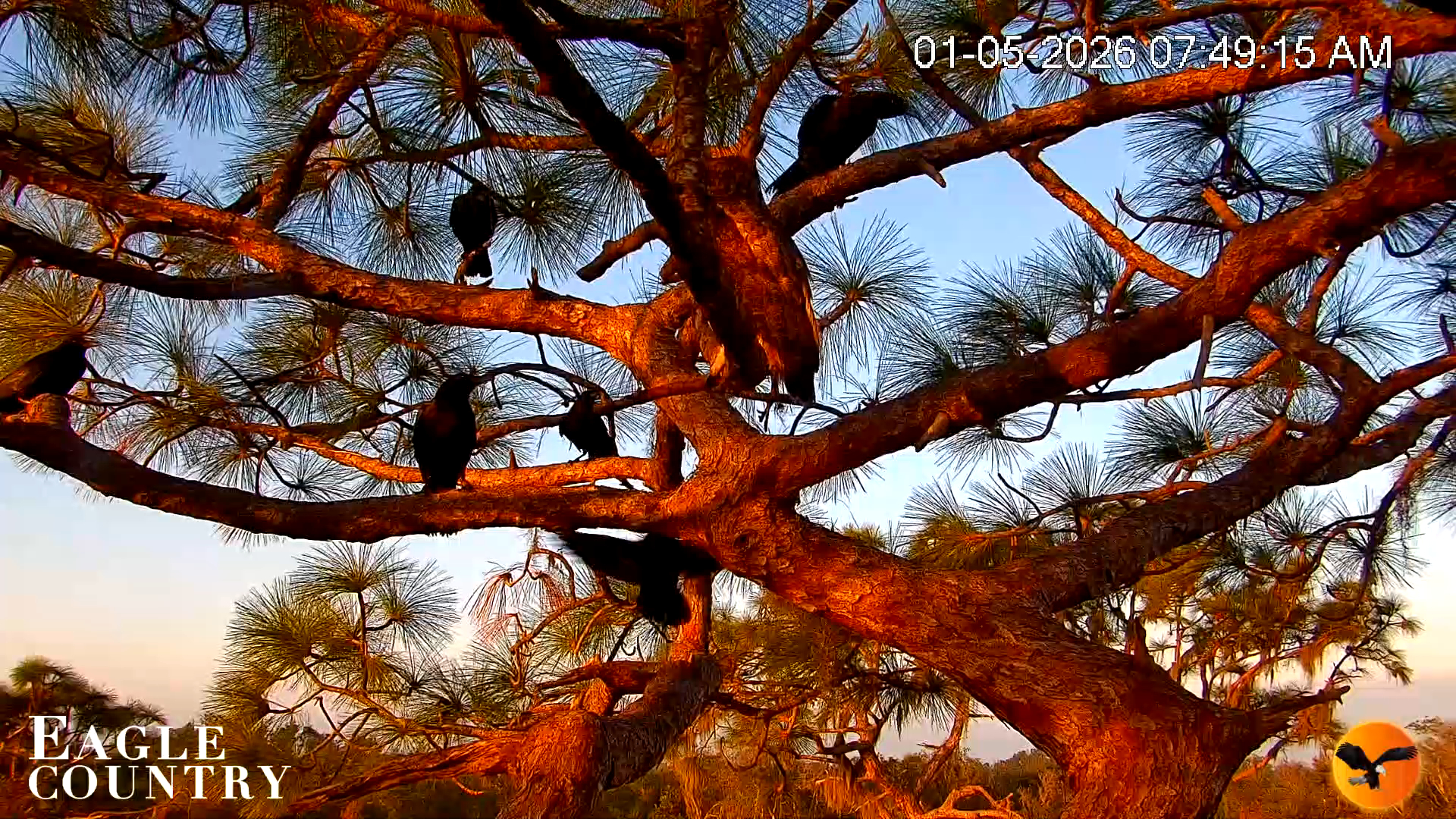 Snapshot of Eagle Country Great Horned Owl Nest Live Cam taken Jan 5, 2026, 7:49am EST