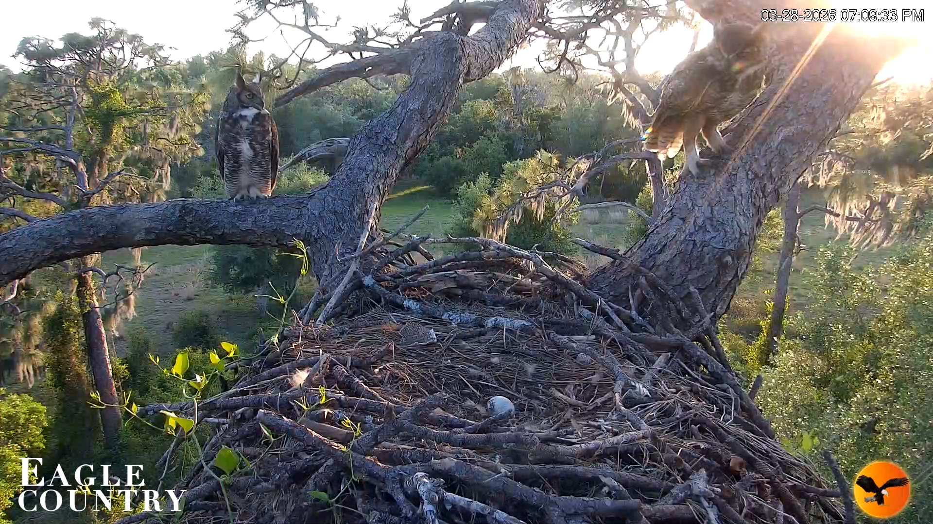 Snapshot of Eagle Country Great Horned Owl Nest Live Cam taken Mar 28, 2026, 7:31pm EDT