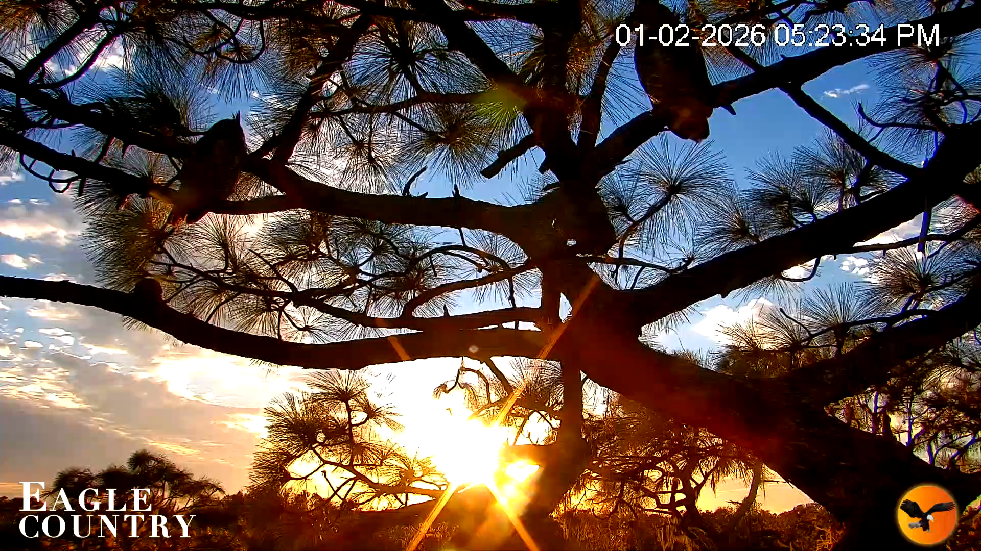 Snapshot of Eagle Country Great Horned Owl Nest Live Cam taken Jan 2, 2026, 5:24pm EST