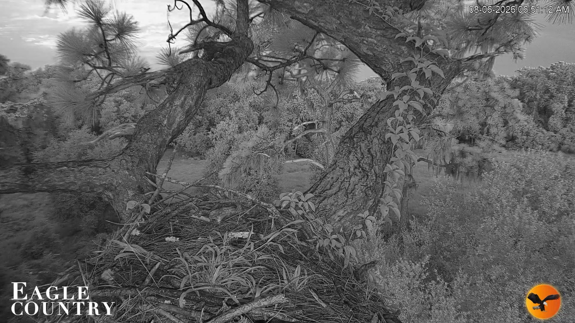 Snapshot of Eagle Country Great Horned Owl Nest Live Cam taken Aug 6, 2026, 6:51am EDT