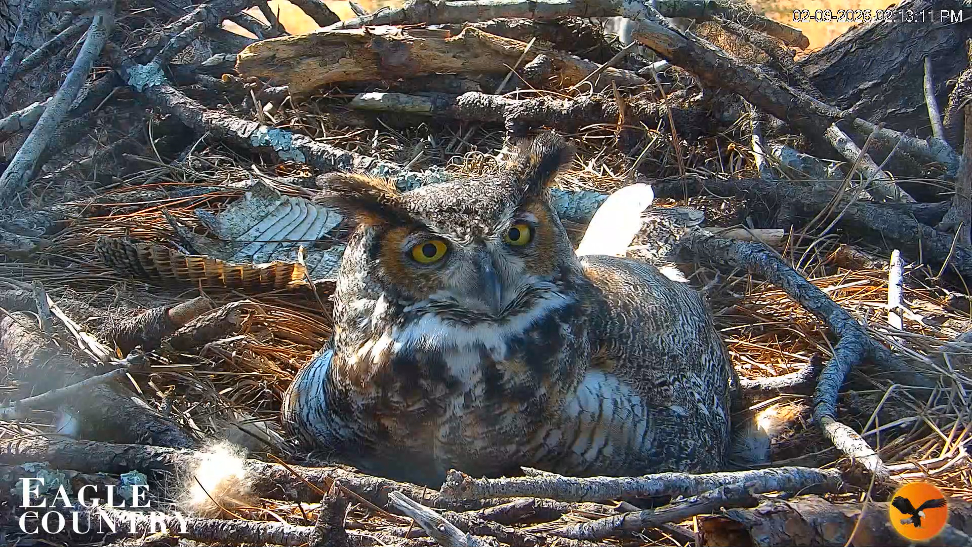 Snapshot of Eagle Country Great Horned Owl Nest Live Cam taken Feb 9, 2026, 2:14pm EST