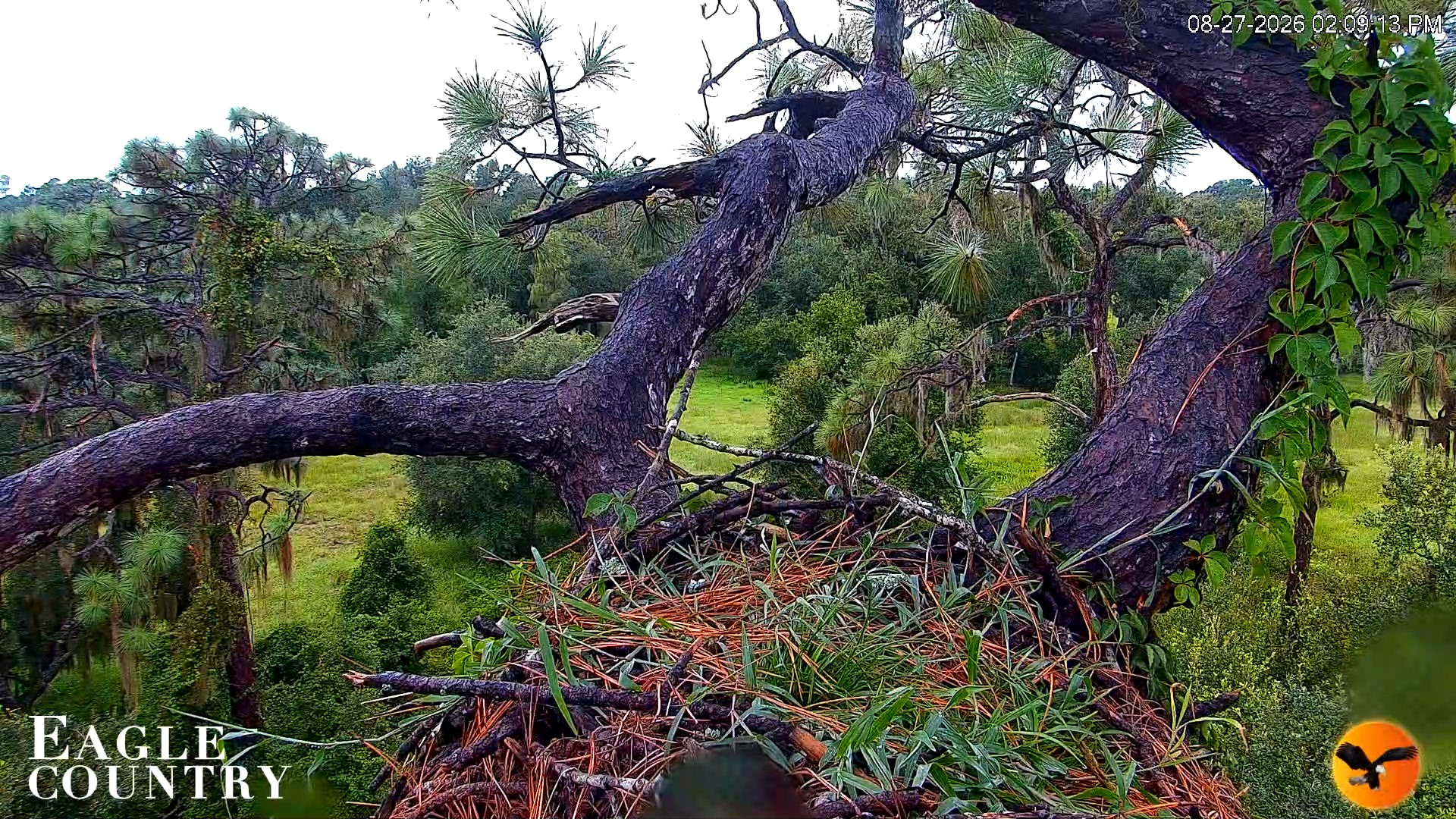 Snapshot of Eagle Country Great Horned Owl Nest Live Cam taken Aug 27, 2026, 2:10pm EDT