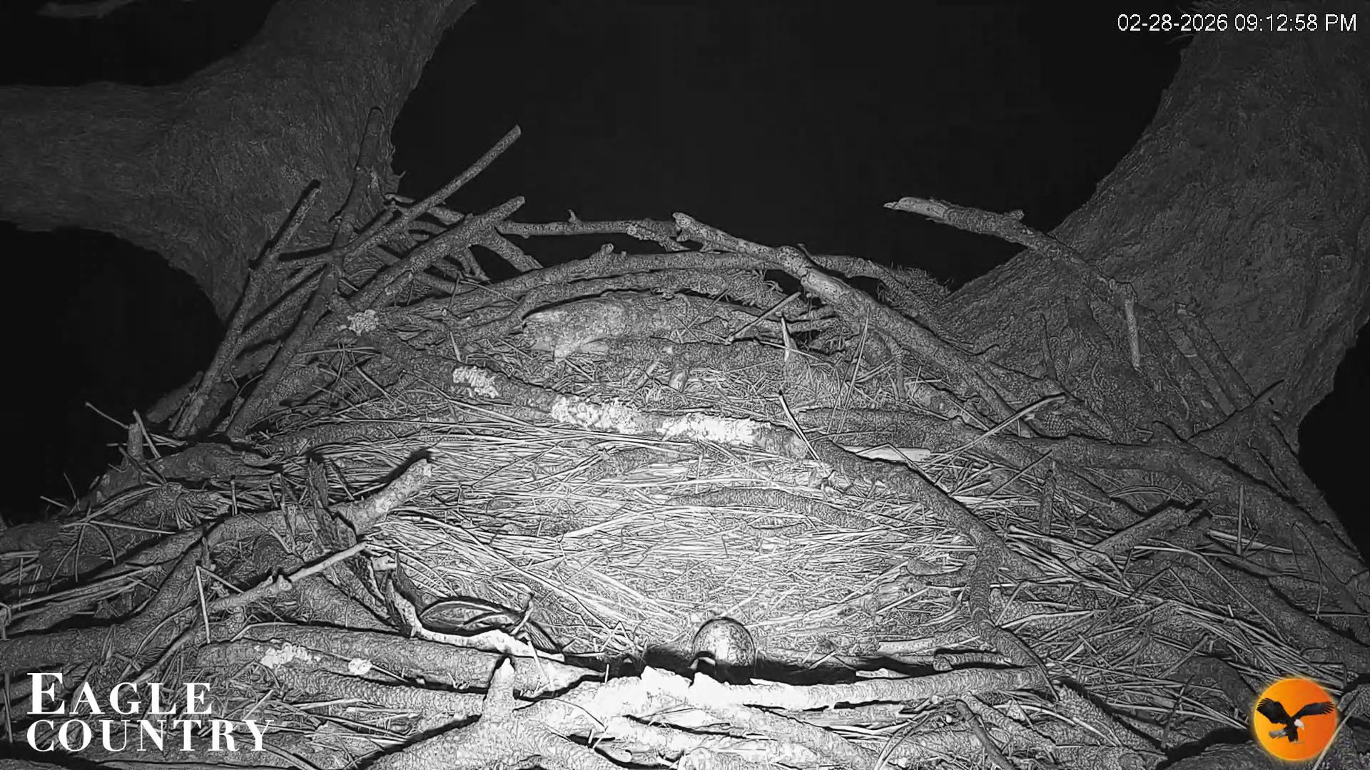 Snapshot of Eagle Country Great Horned Owl Nest Live Cam taken Feb 28, 2026, 9:13pm EST