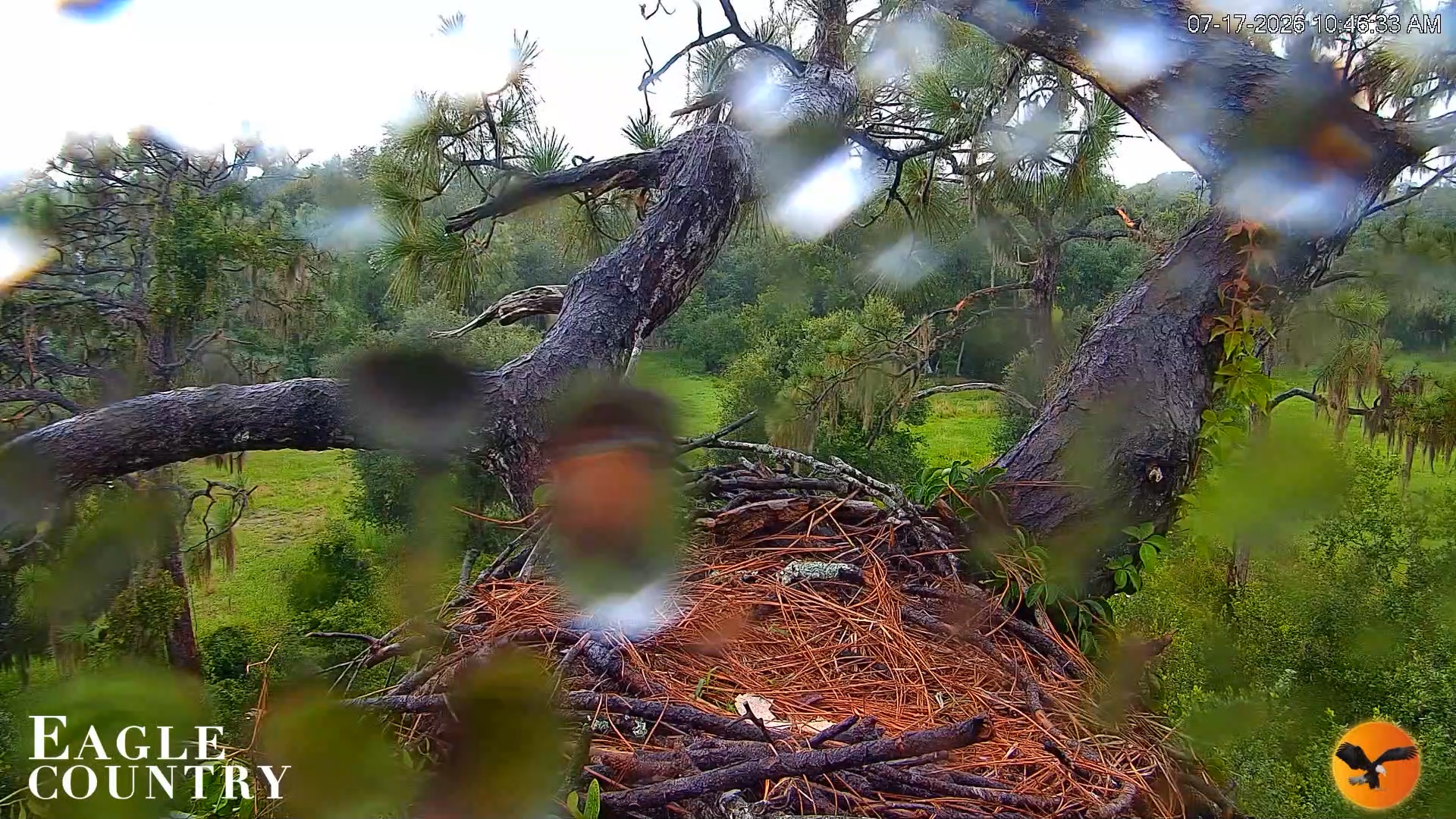 Snapshot of Eagle Country Great Horned Owl Nest Live Cam taken Jul 17, 2026, 10:47am EDT