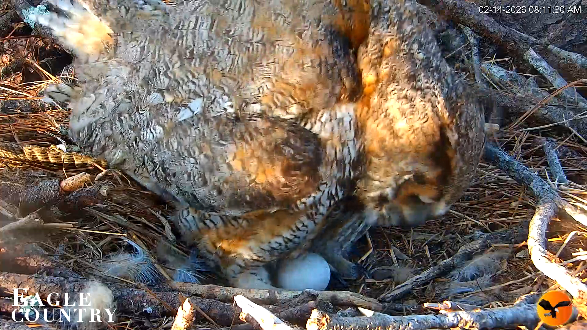 Snapshot of Eagle Country Great Horned Owl Nest Live Cam taken Feb 14, 2026, 8:12am EST