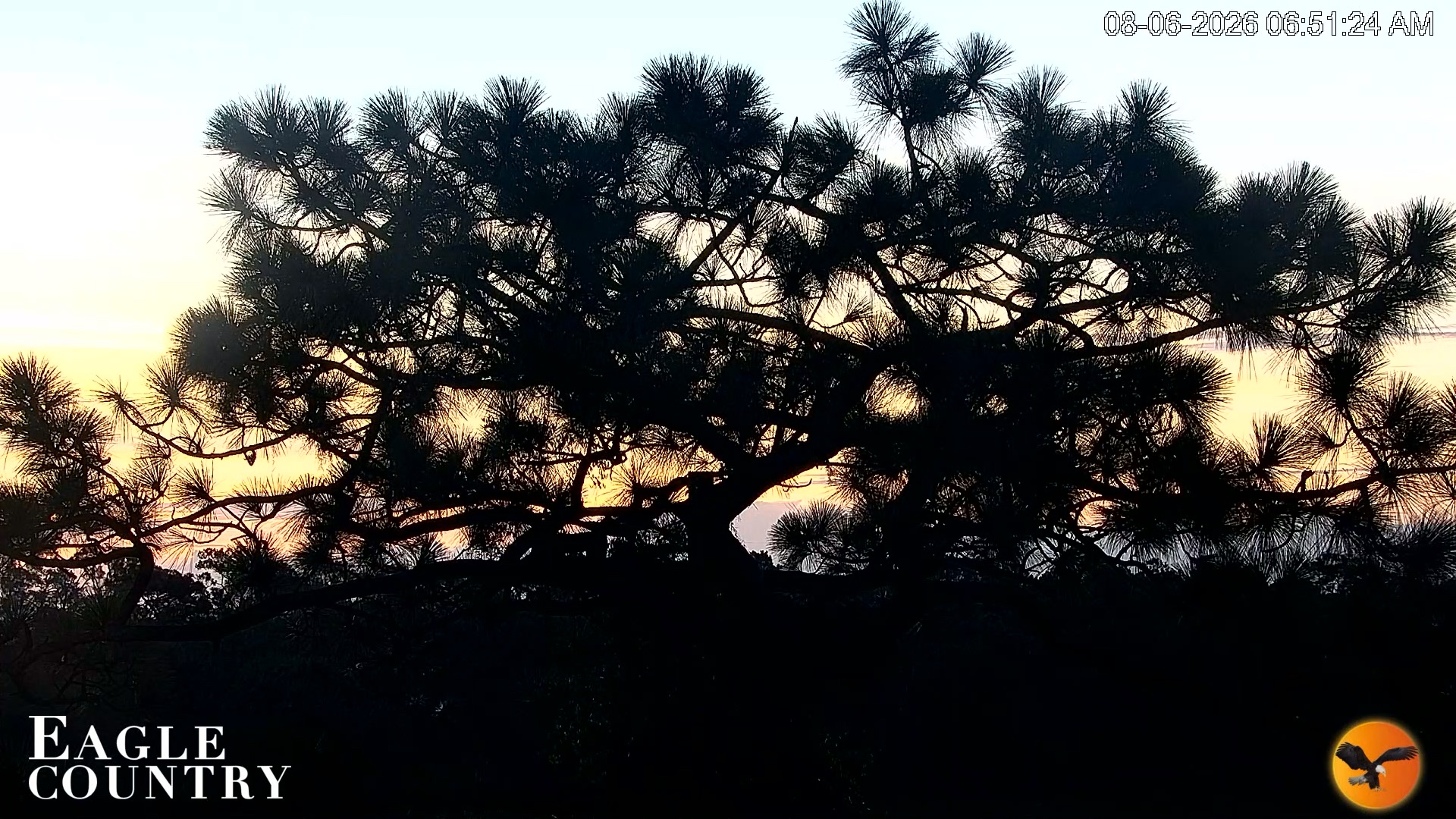 Snapshot of Eagle Country Great Horned Owl Nest Live Cam taken Aug 6, 2026, 6:52am EDT