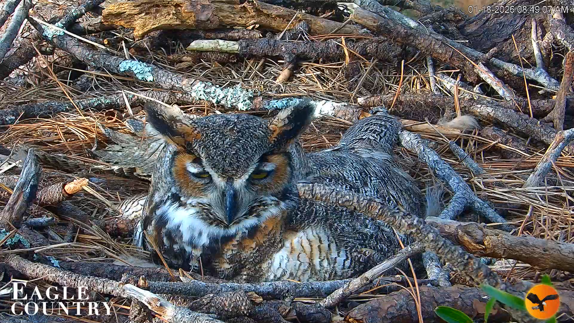 Snapshot of Eagle Country Great Horned Owl Nest Live Cam taken Jan 18, 2026, 8:50am EST