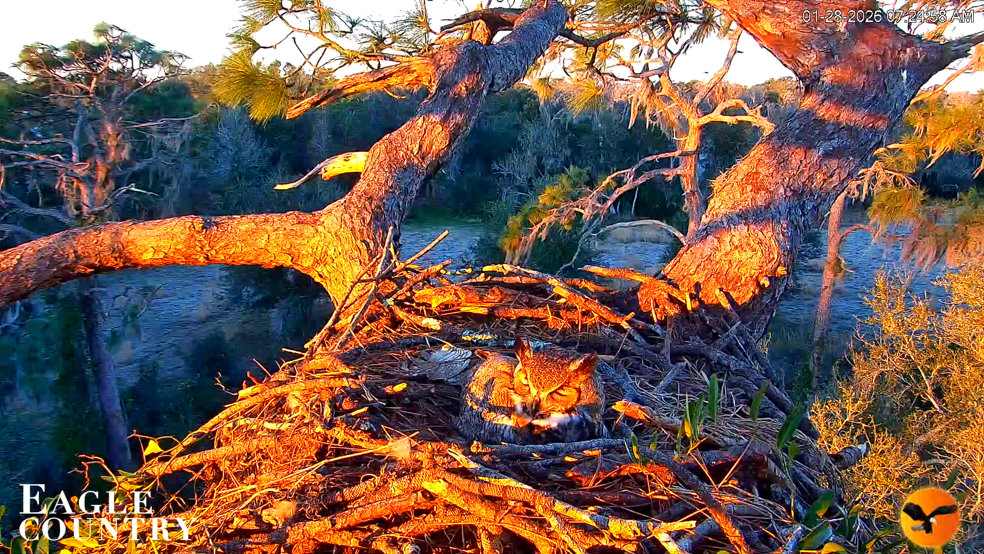 Snapshot of Eagle Country Great Horned Owl Nest Live Cam taken Jan 28, 2026, 7:26am EST