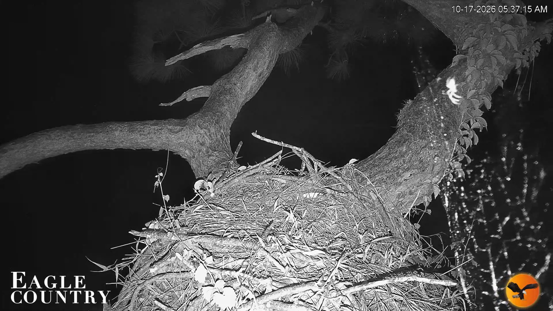 Snapshot of Eagle Country Great Horned Owl Nest Live Cam taken Oct 17, 2026, 5:41am EDT