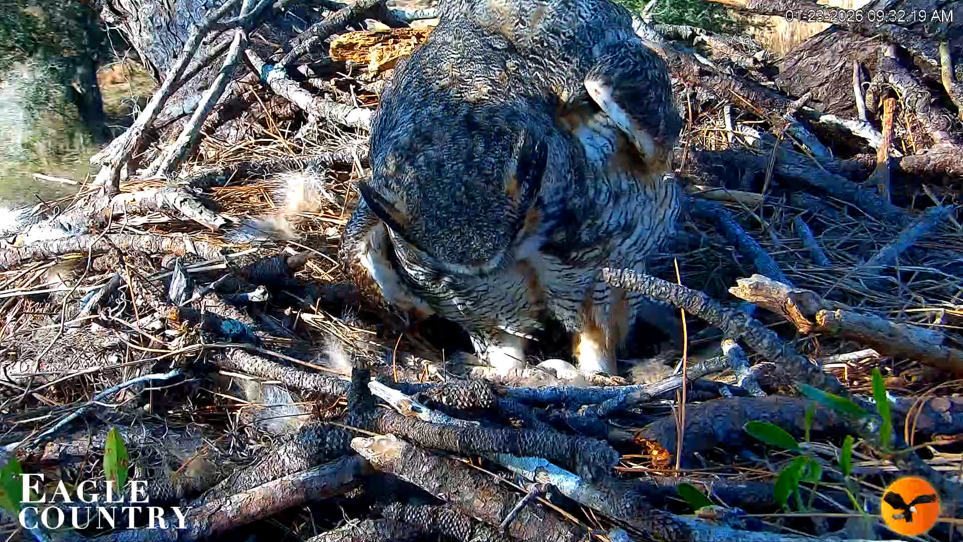 Snapshot of Eagle Country Great Horned Owl Nest Live Cam taken Jan 23, 2026, 9:33am EST