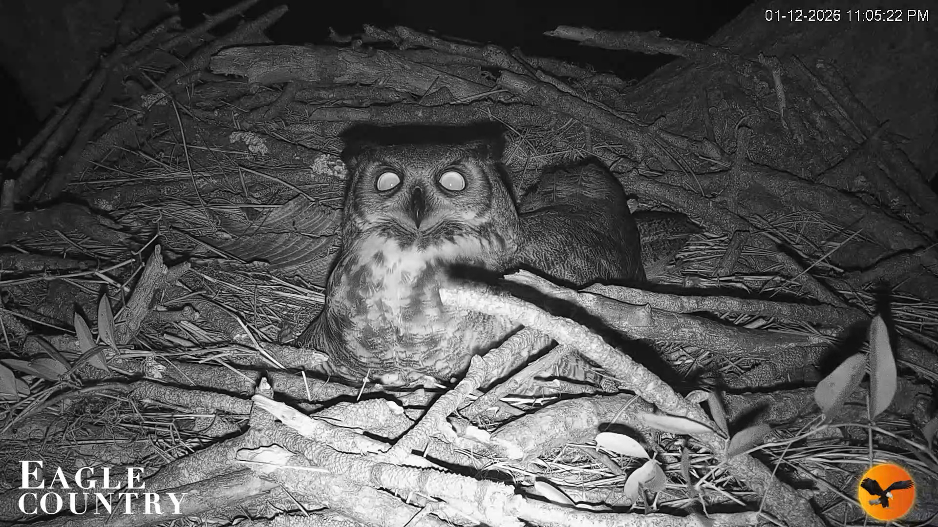 Snapshot of Eagle Country Great Horned Owl Nest Live Cam taken Jan 12, 2026, 11:06pm EST