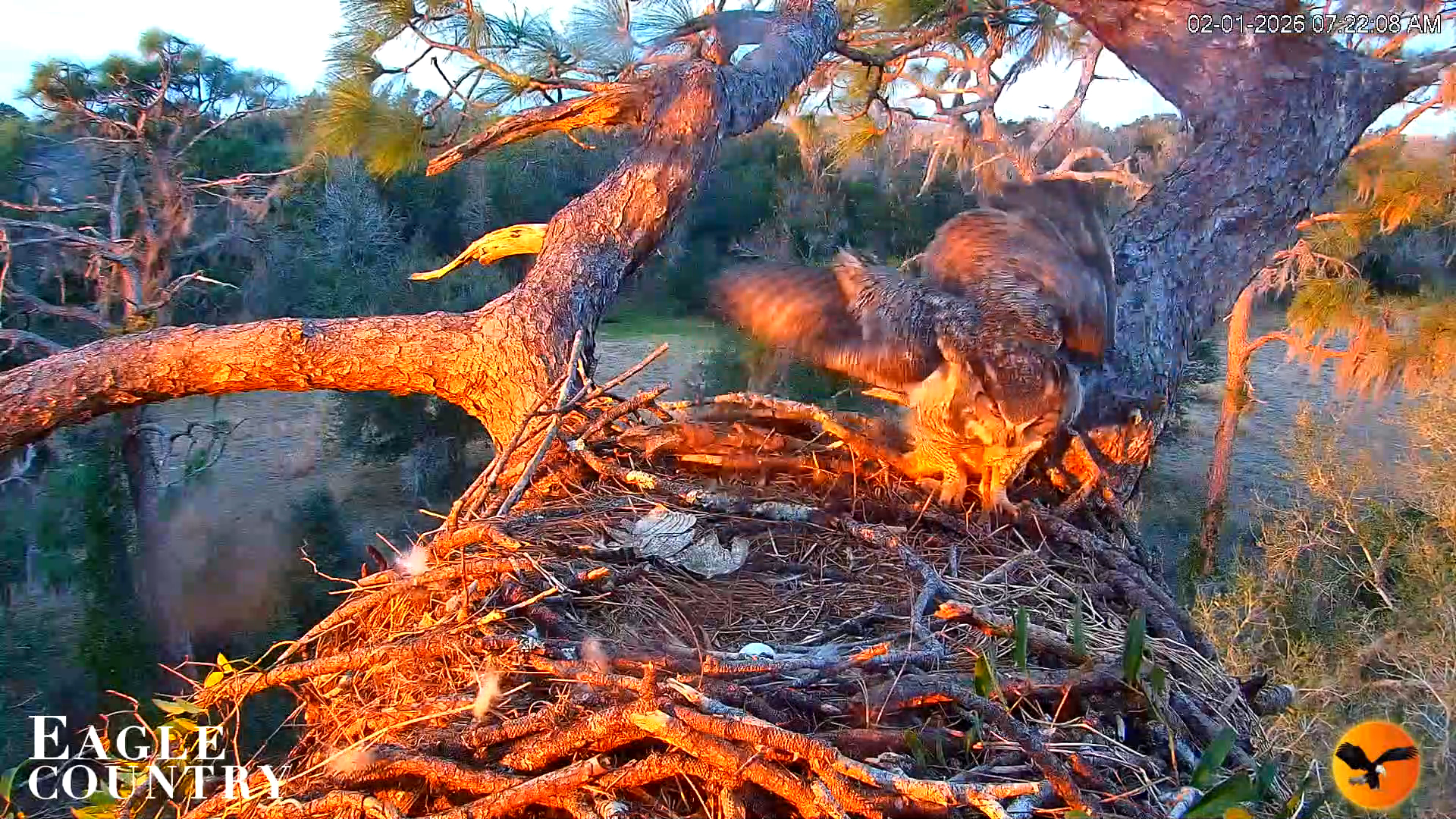 Snapshot of Eagle Country Great Horned Owl Nest Live Cam taken Feb 1, 2026, 7:23am EST