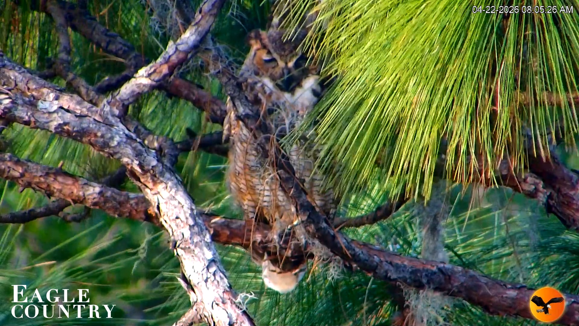 Snapshot of Eagle Country Great Horned Owl Nest Live Cam taken Apr 22, 2026, 8:06am EDT