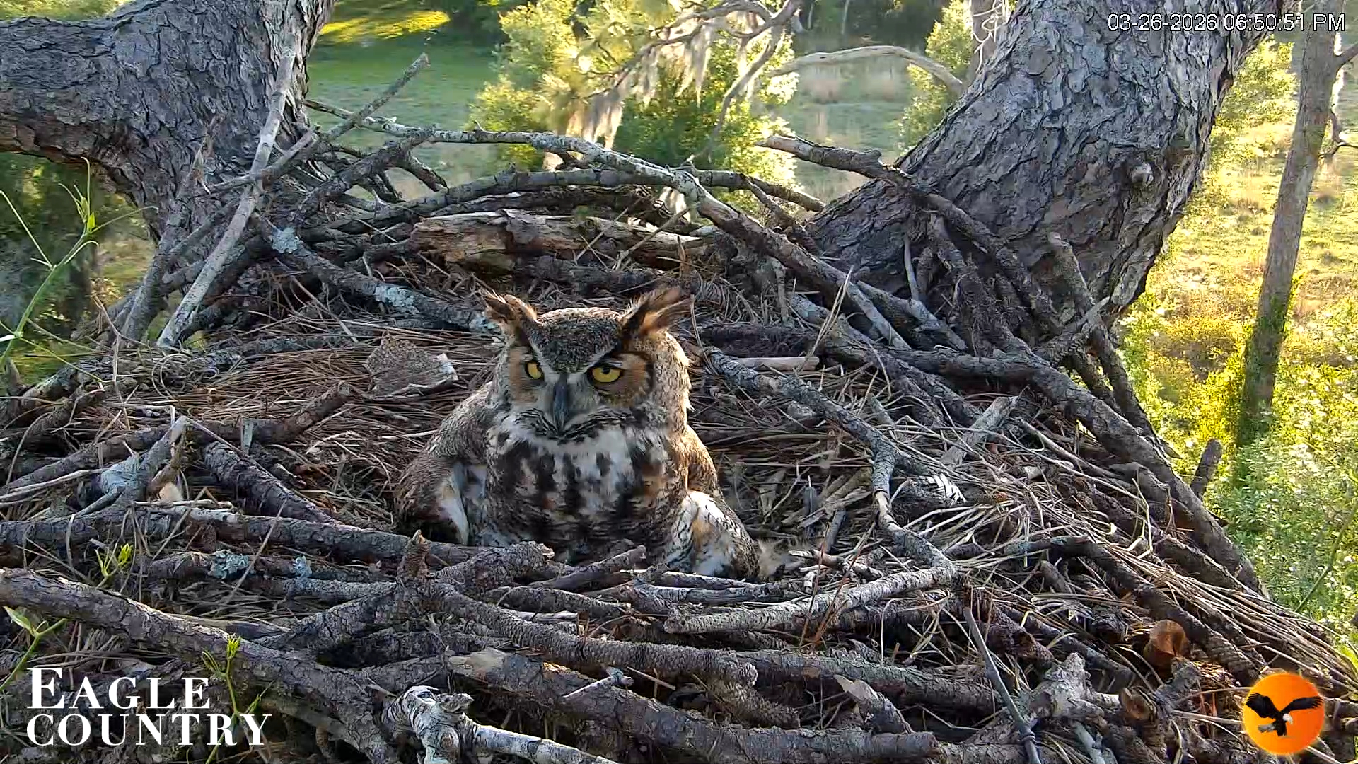 Snapshot of Eagle Country Great Horned Owl Nest Live Cam taken Mar 26, 2026, 11:04pm EDT