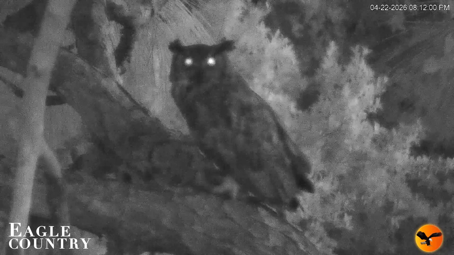 Snapshot of Eagle Country Great Horned Owl Nest Live Cam taken Apr 22, 2026, 8:12pm EDT