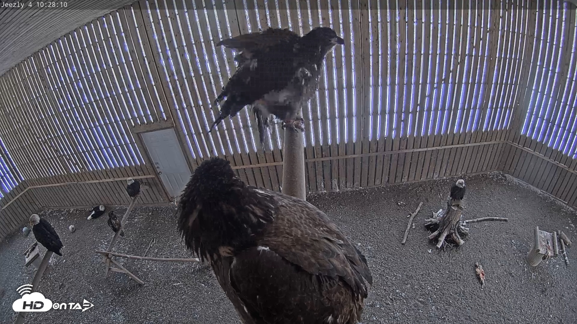 Snapshot of Cobequid Special Unit Raptor Rehab Center taken Feb 3, 2025, 10:28am AST
