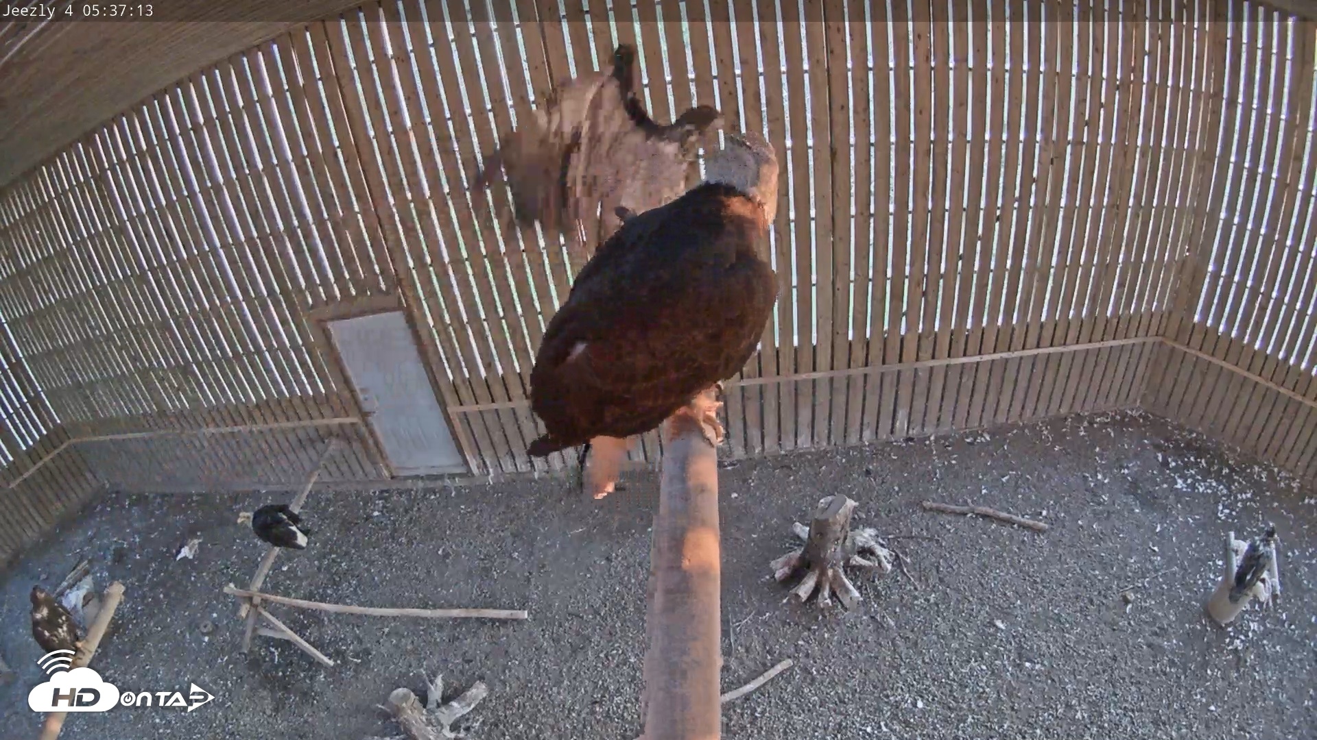 Snapshot of Cobequid Special Unit Raptor Rehab Center taken Jun 5, 2026, 5:37am ADT