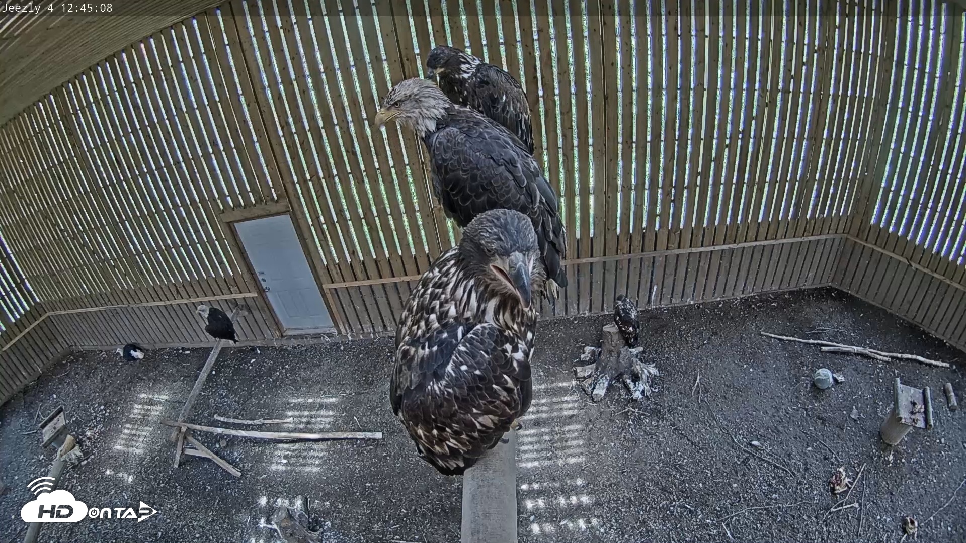 Snapshot of Cobequid Special Unit Raptor Rehab Center taken Jul 17, 2025, 12:45pm ADT