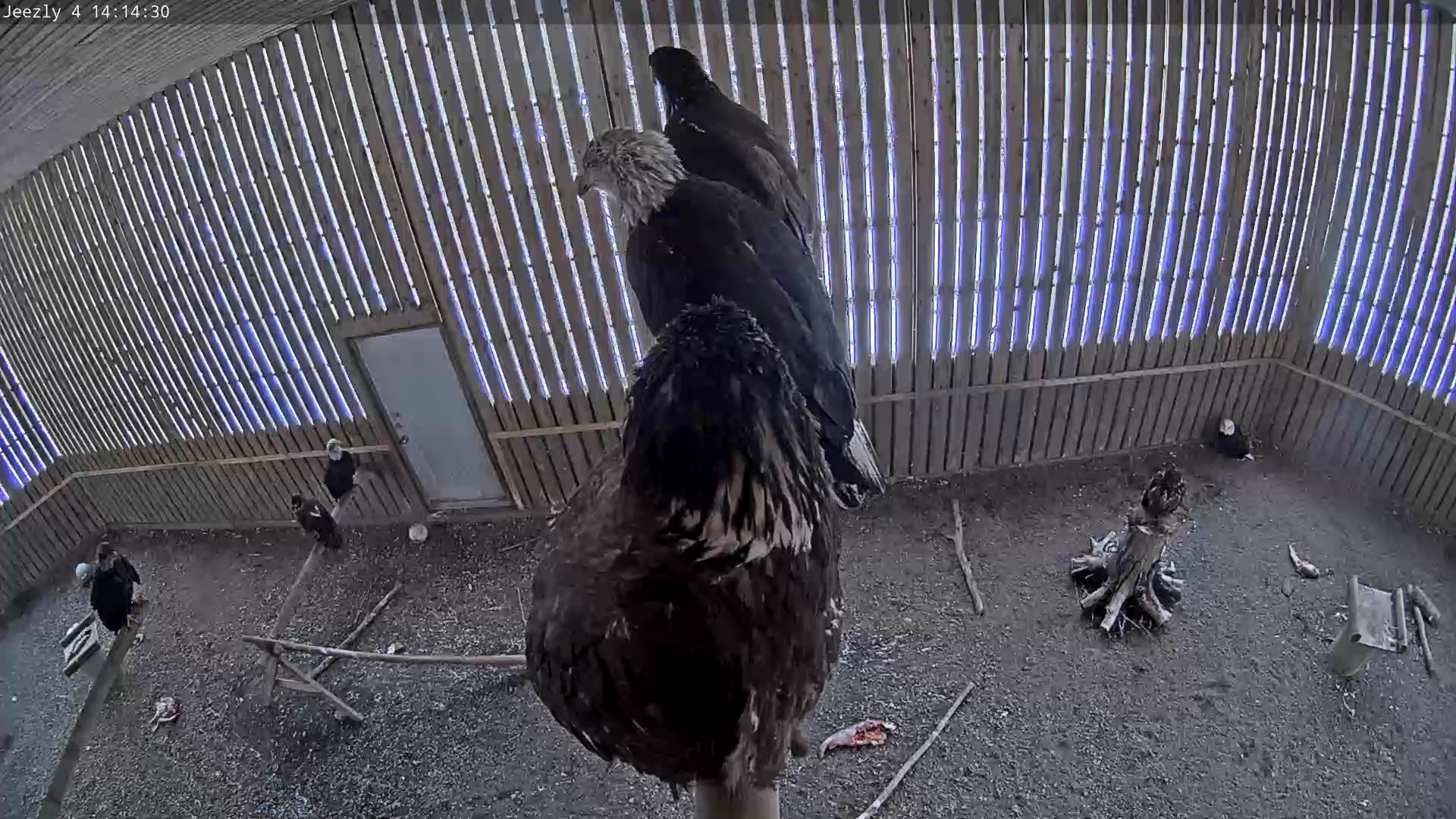 Snapshot of Cobequid Special Unit Raptor Rehab Center taken Jan 18, 2025, 2:14pm AST